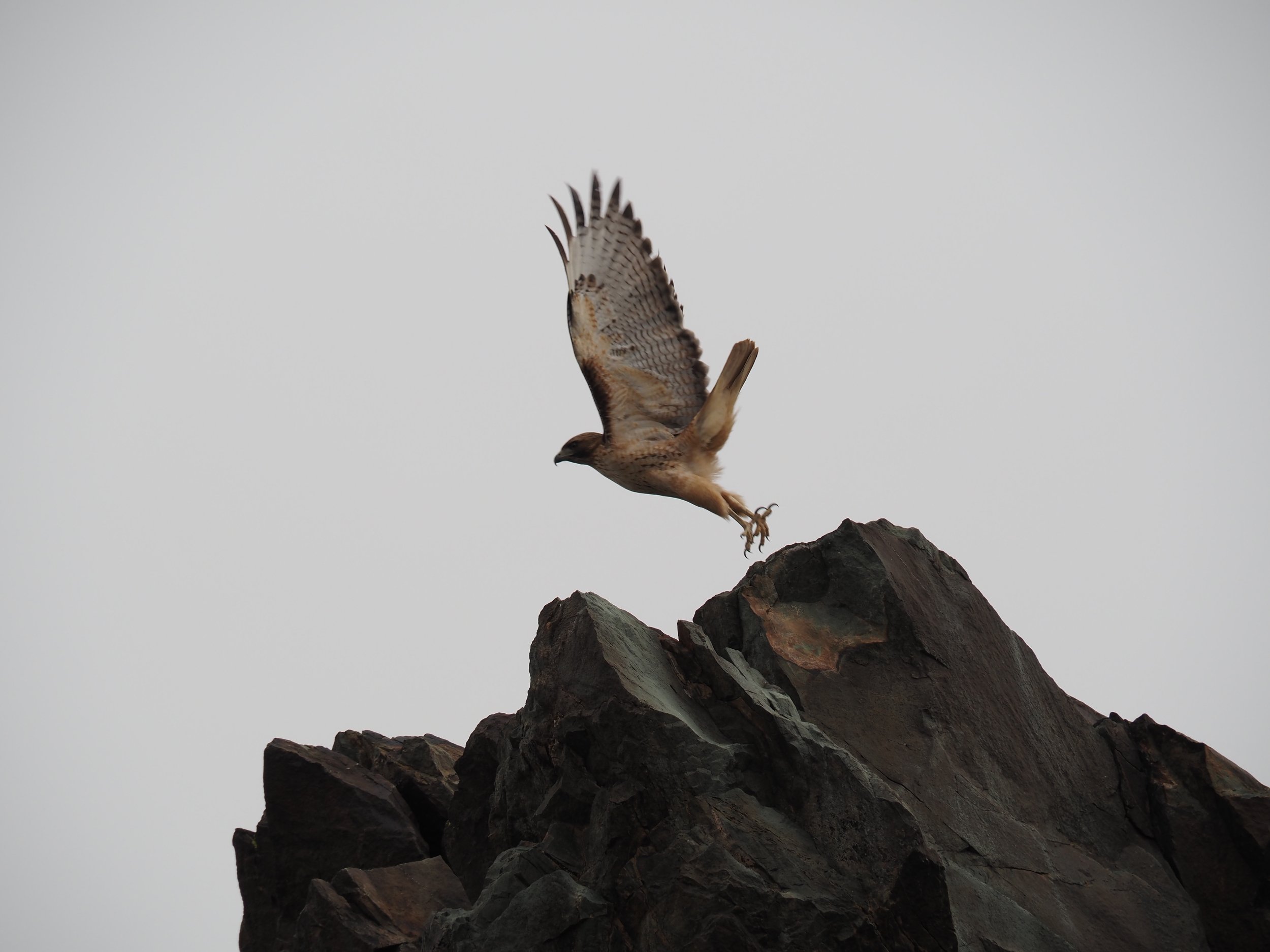 Red-tailed hawk takes flight