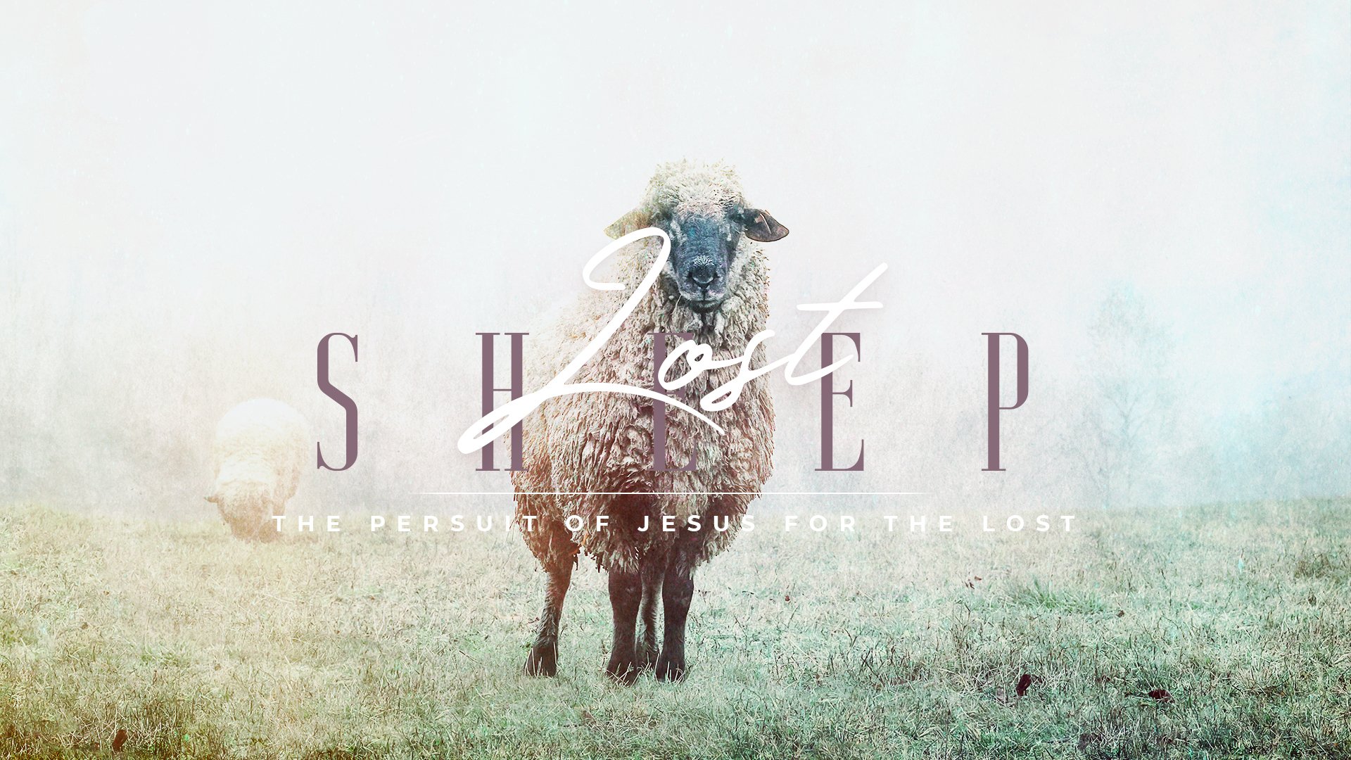 Lost Sheep
