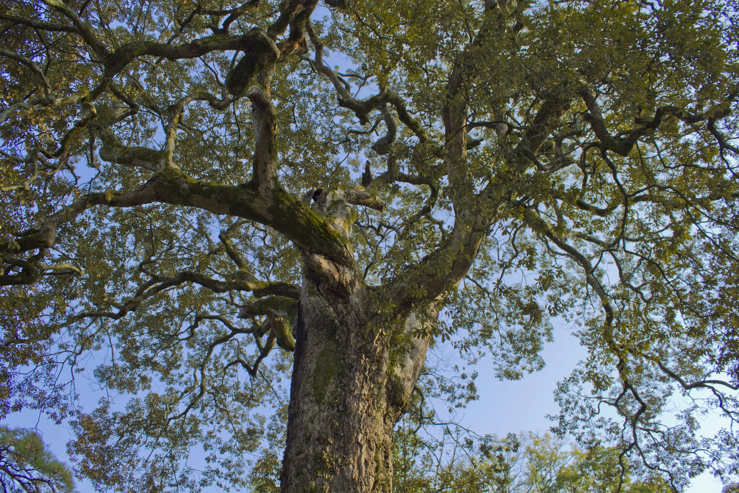 Japan Tree.jpg