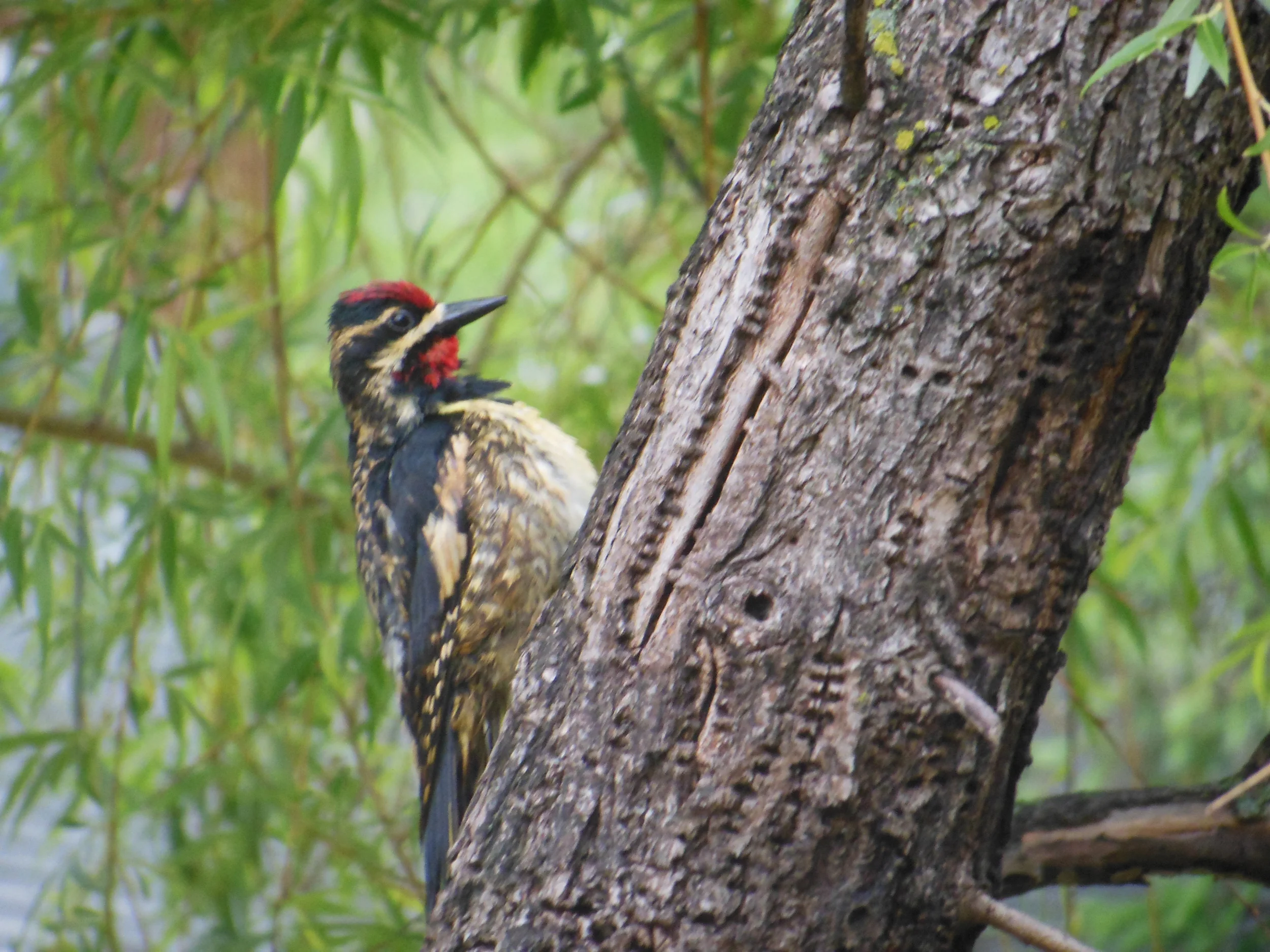 Yellow-bellied sapsucker!
