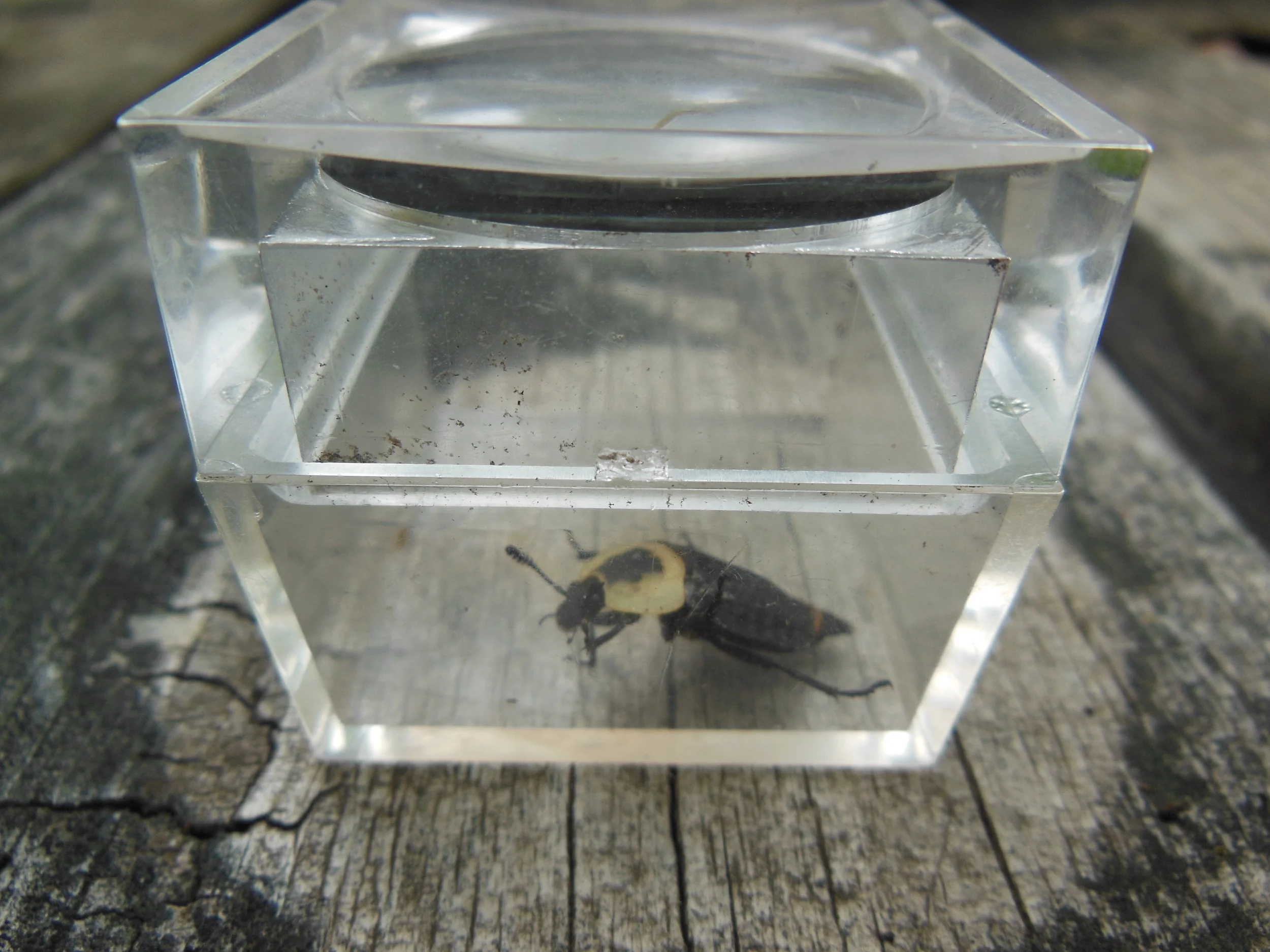 Carrion Beetle in specimen chamber (AKA Corpse Beetle)