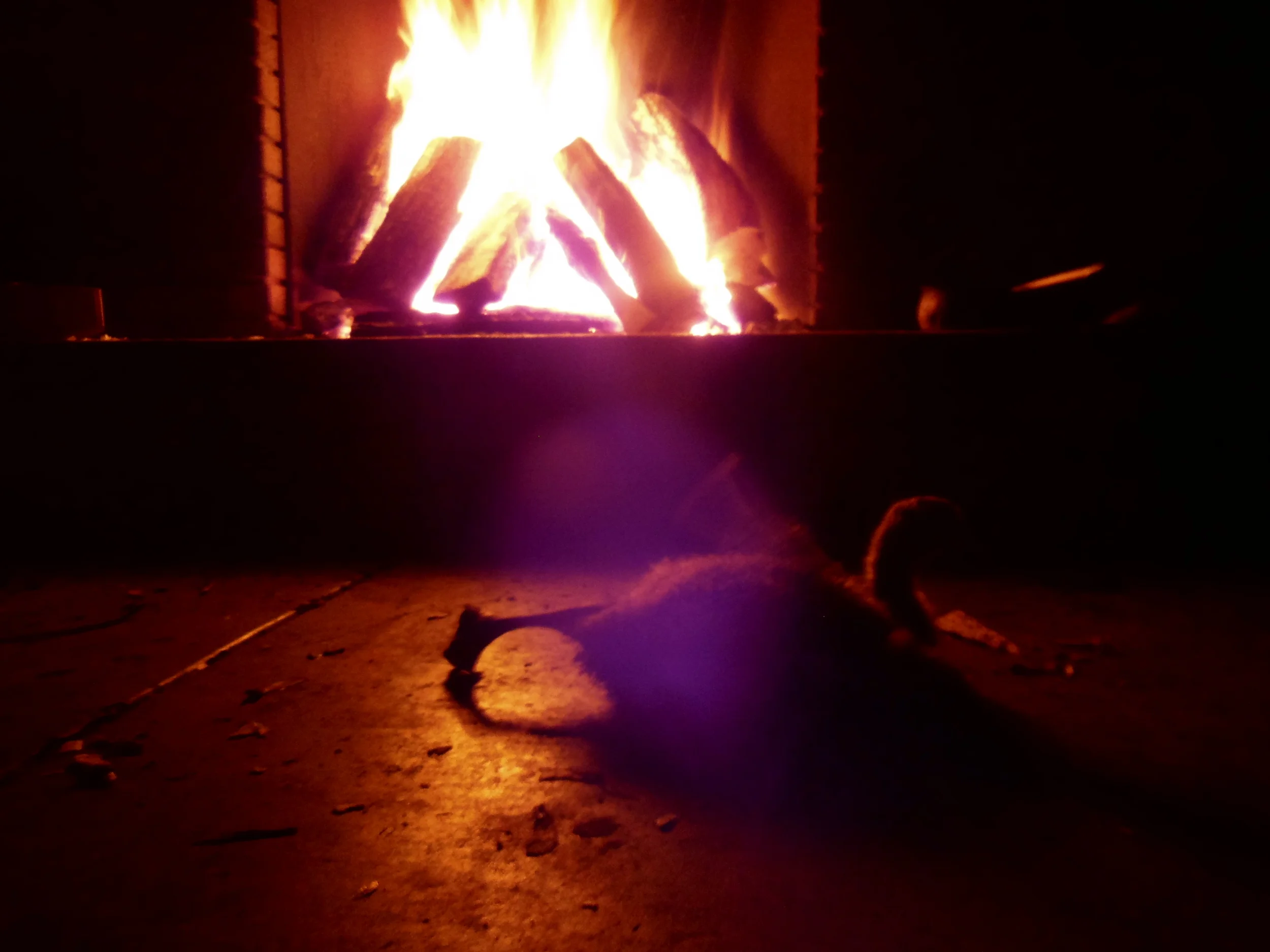 Chicken, the goose rescued by Caleb, stretches out before resting after a long day. 