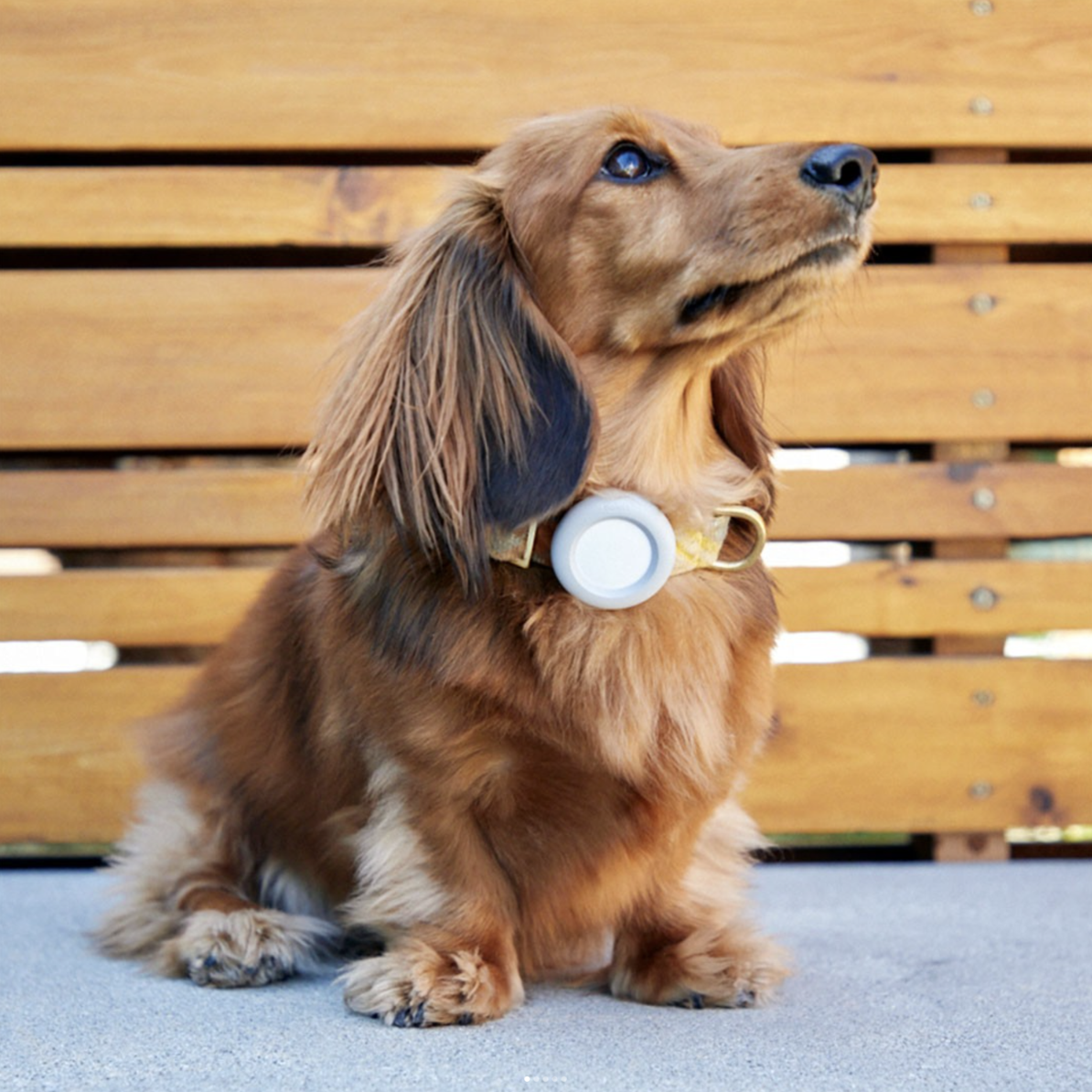dog-airtag1.jpg