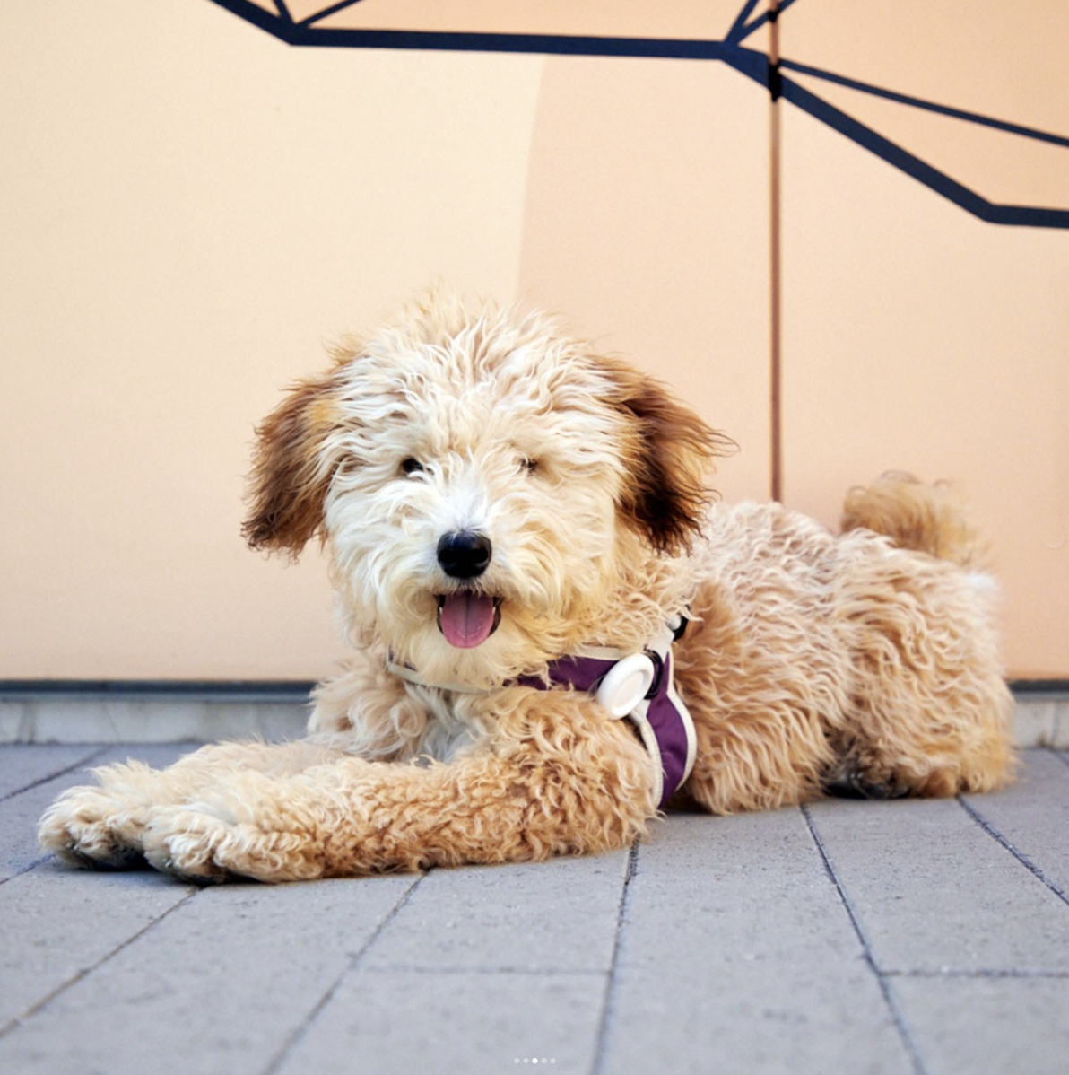 dog-airtag2.jpg