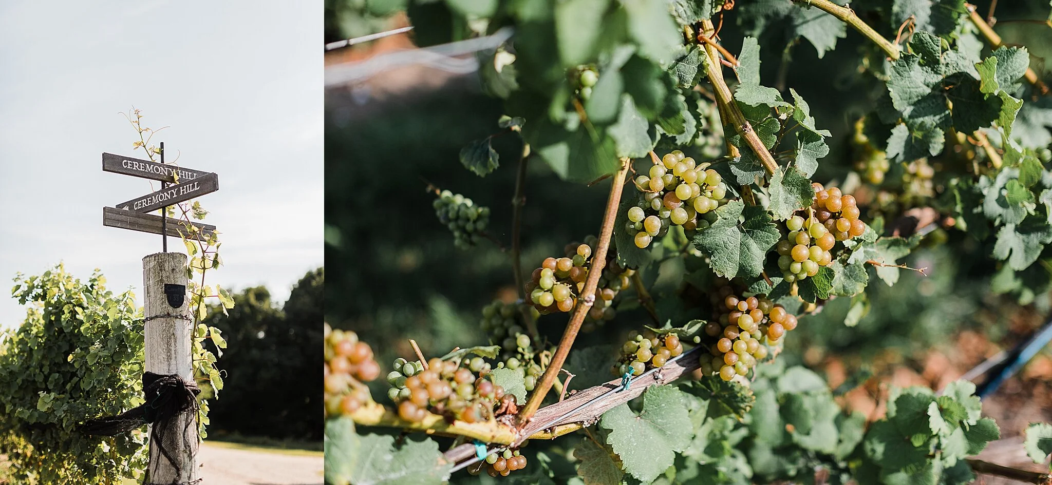 Traverse City vineyard wedding, brengman brothers winery, northern michigan wedding photographer Rockhill Studio