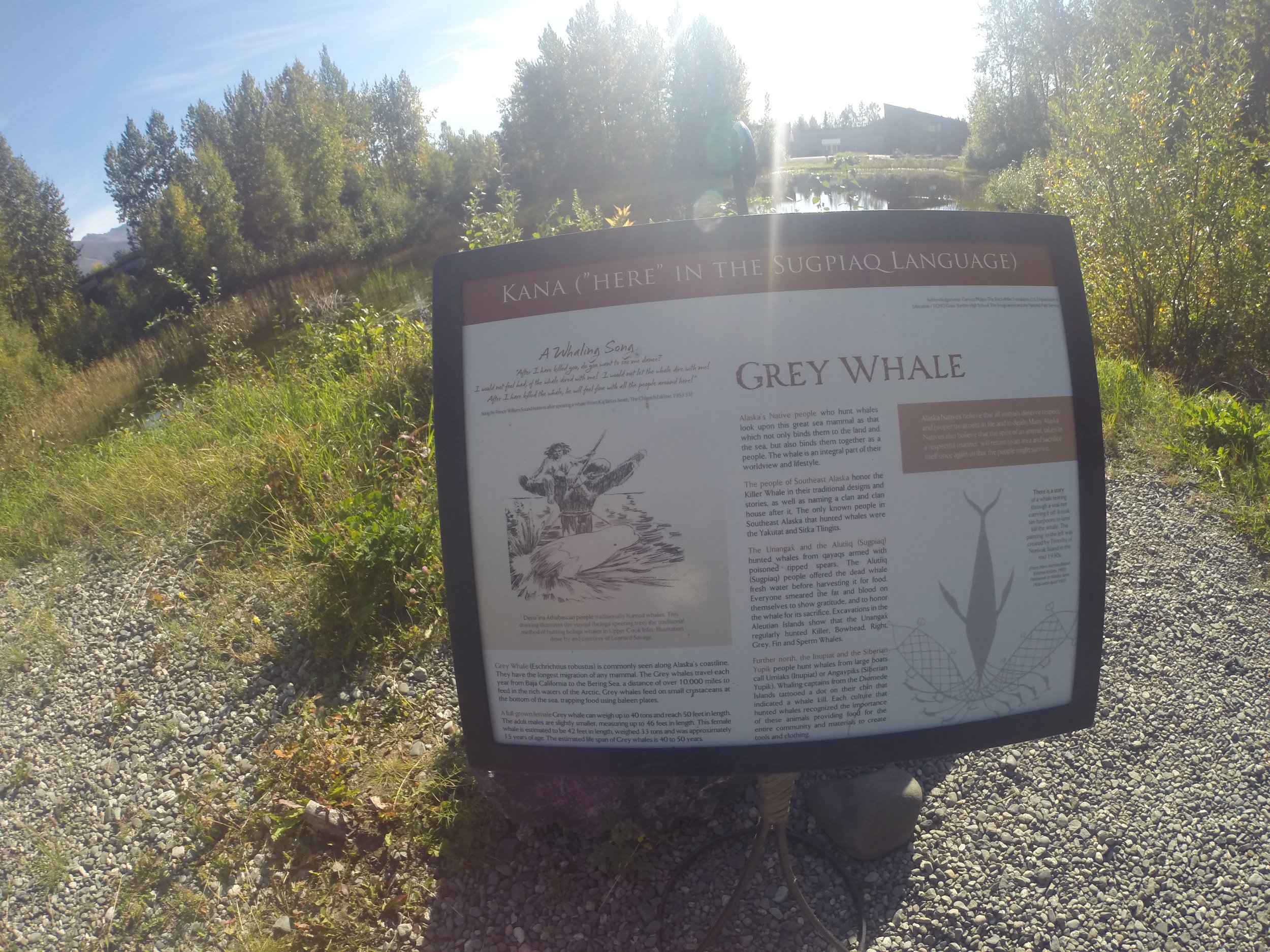 Grey Whale info