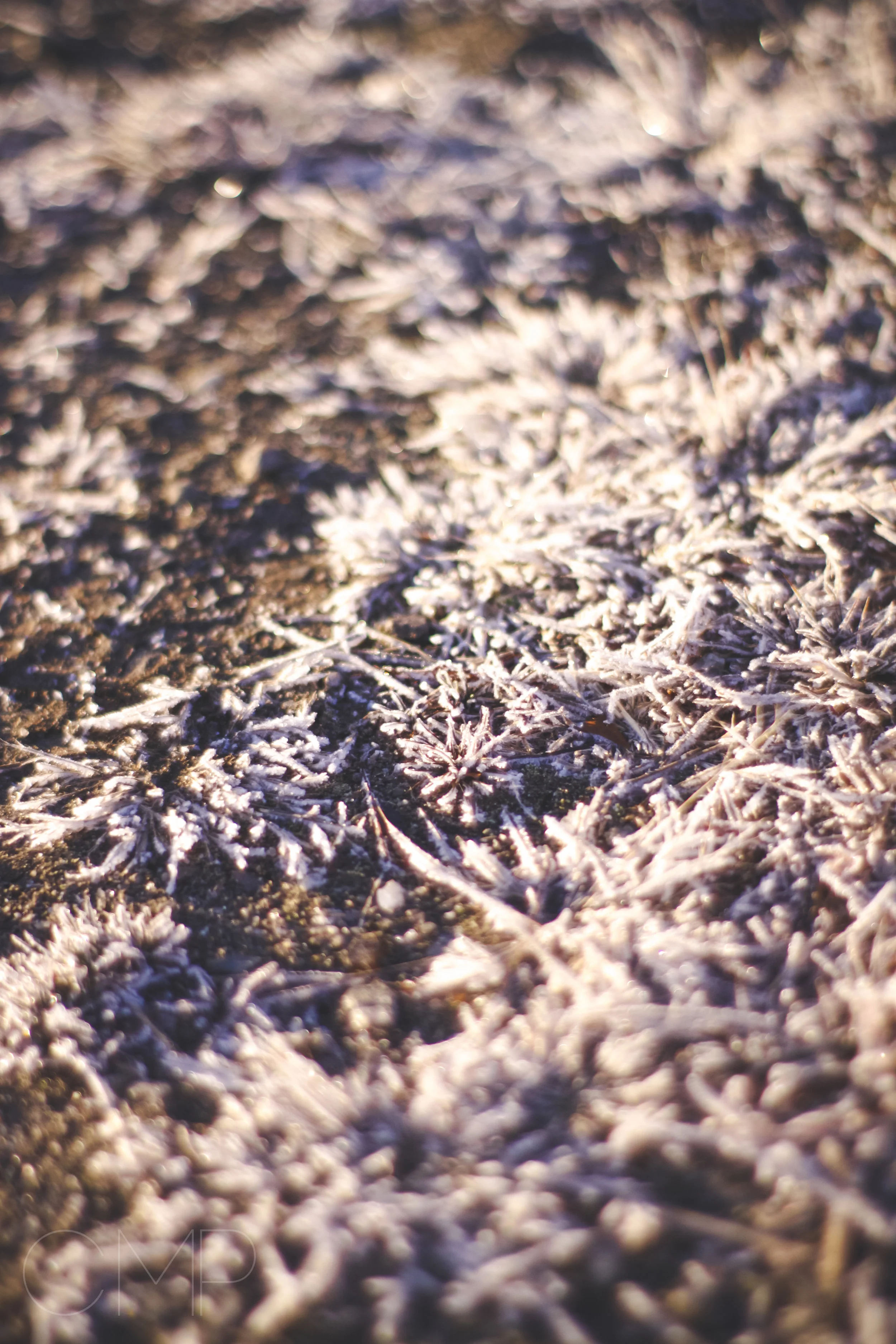 frost-10.jpg
