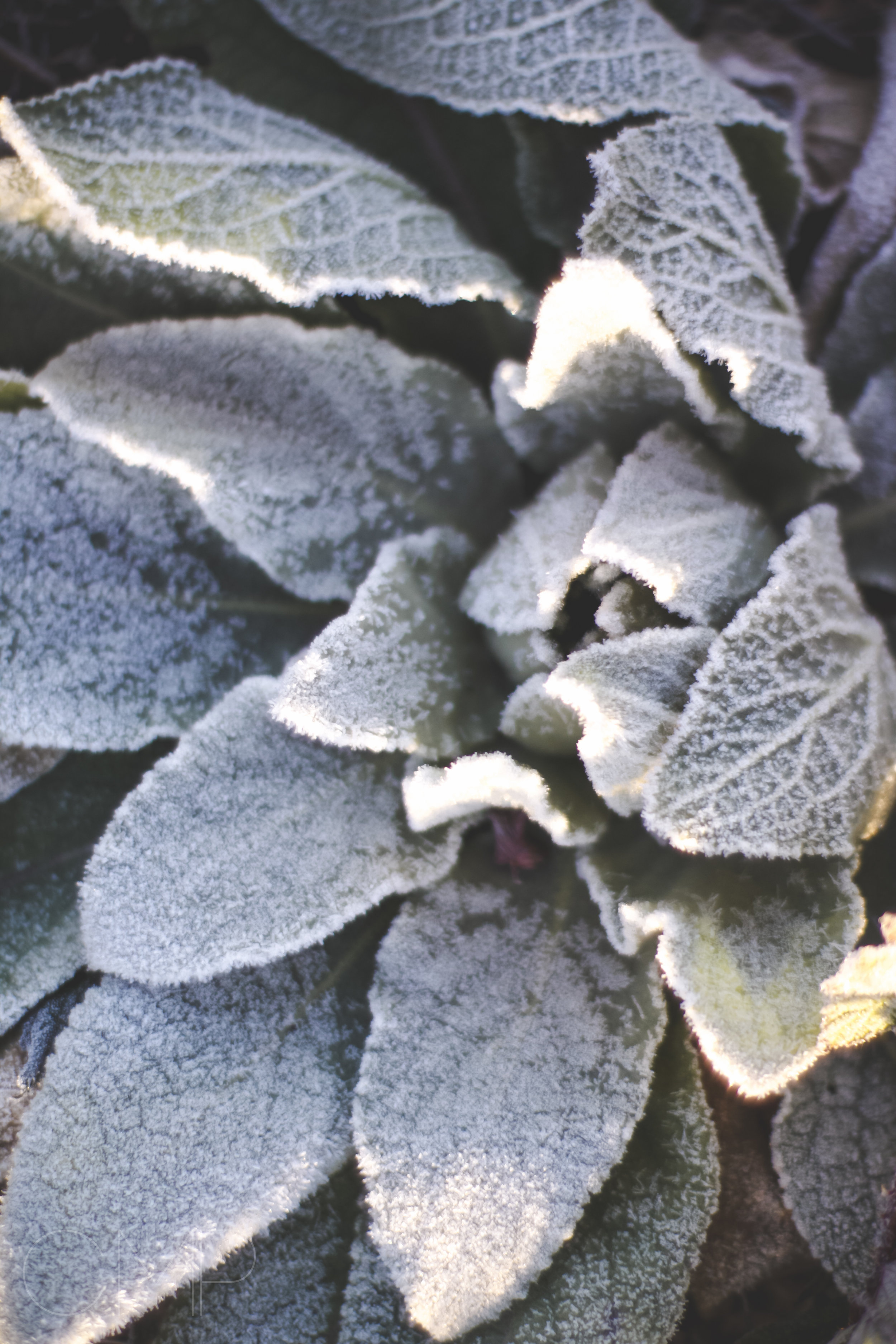 frost-12.jpg