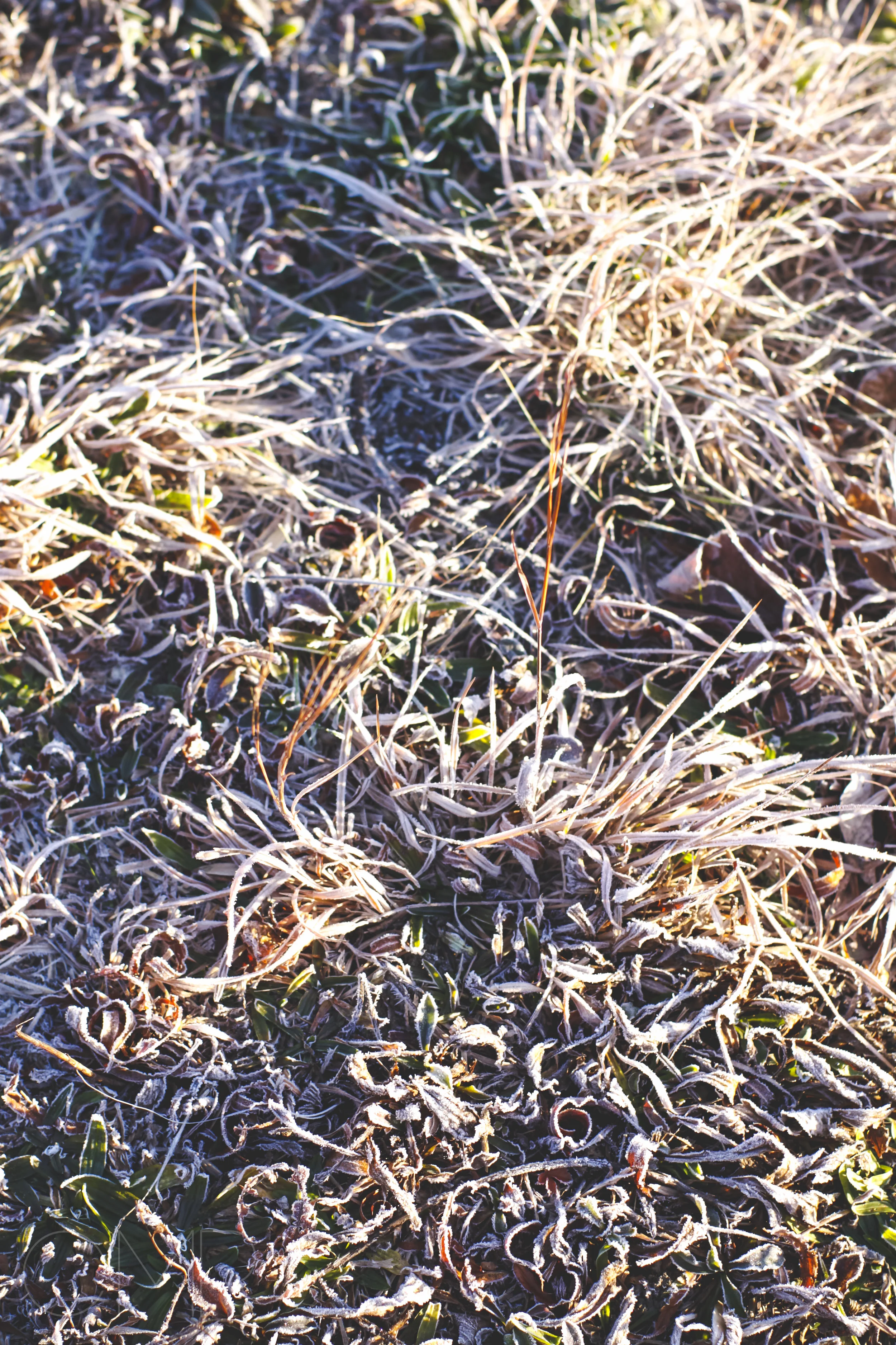 frost-13.jpg