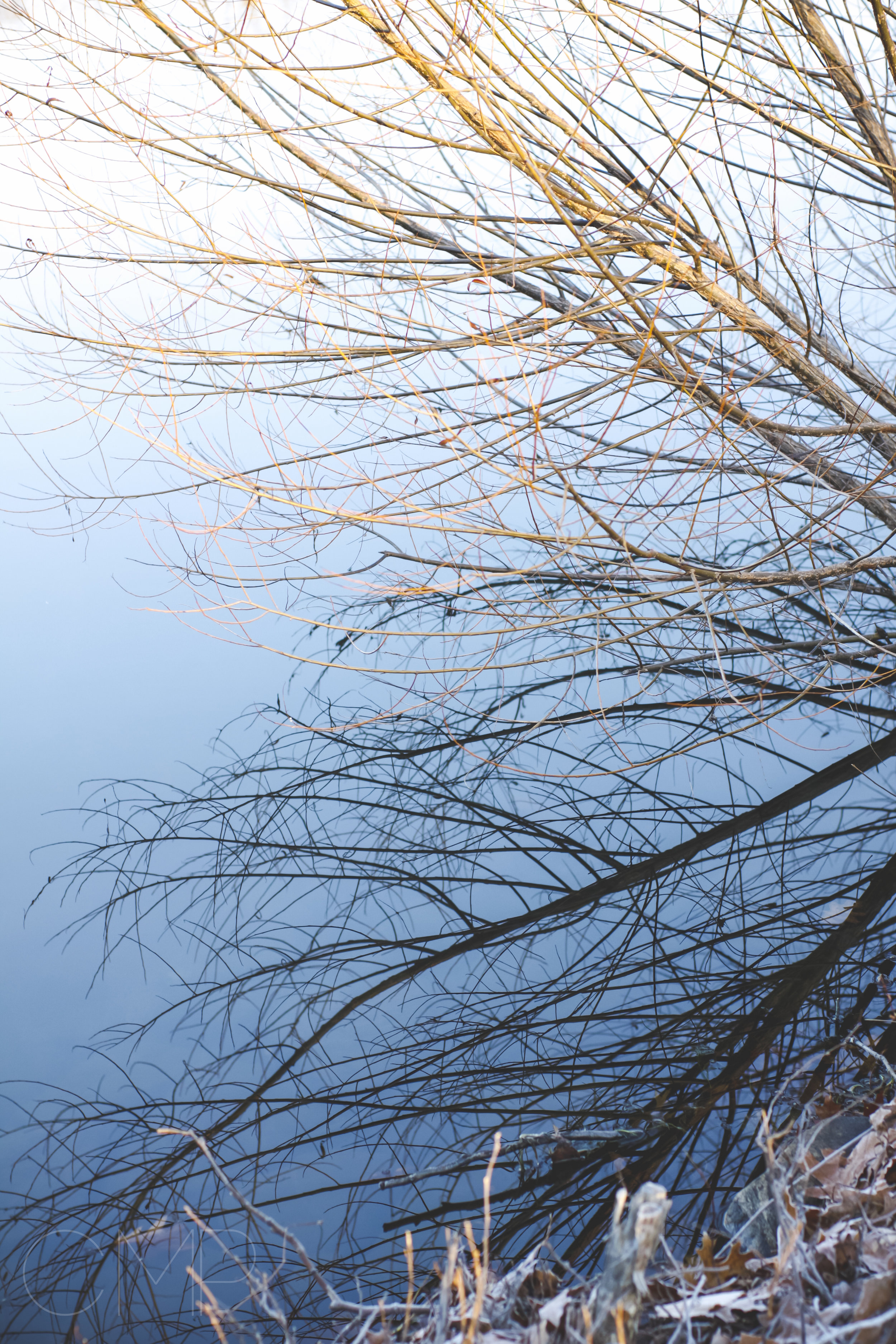 frost-14.jpg
