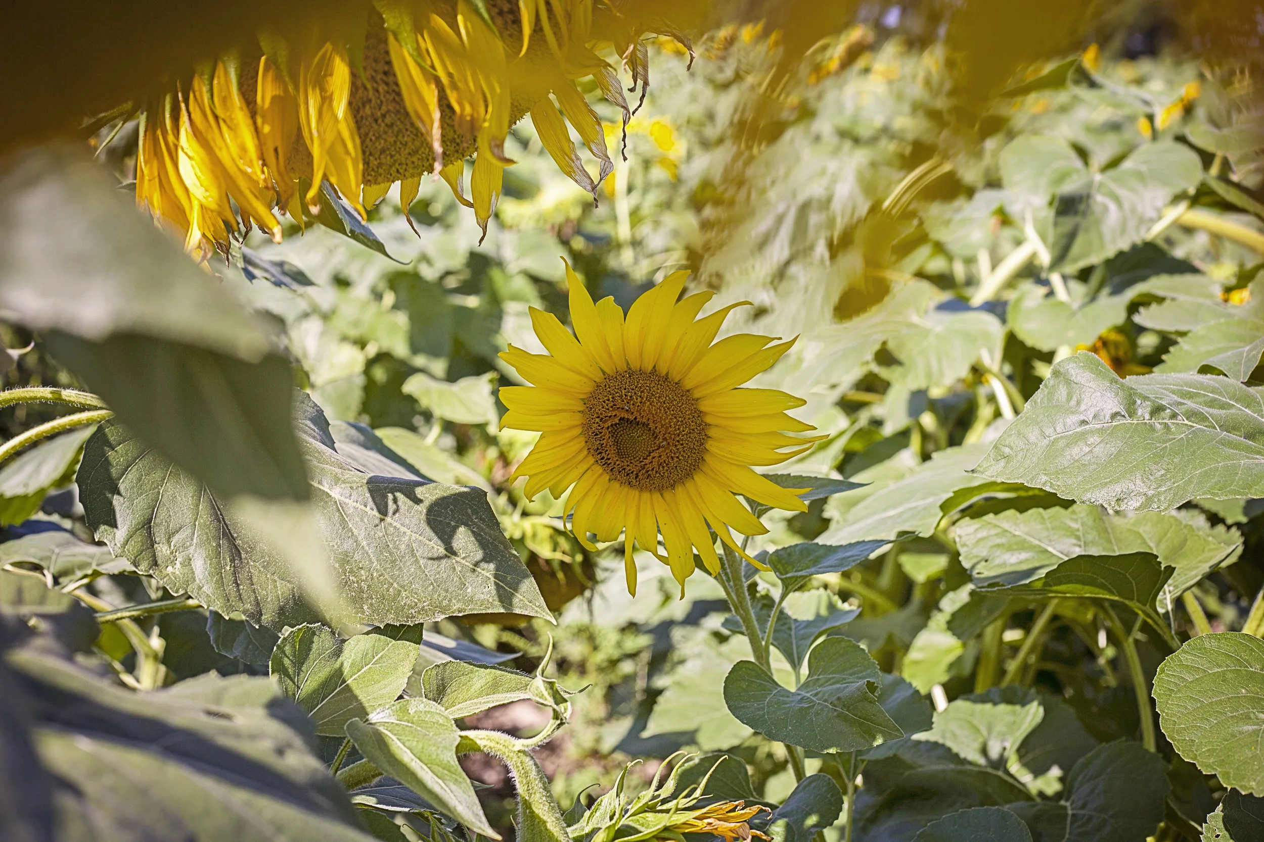 sunflower maze.jpg