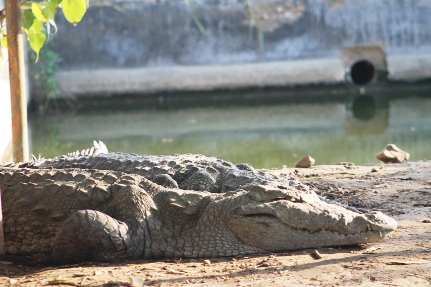 The Haleji lake in Thatta, Pakistan is home to a sizable number of crocodile population.