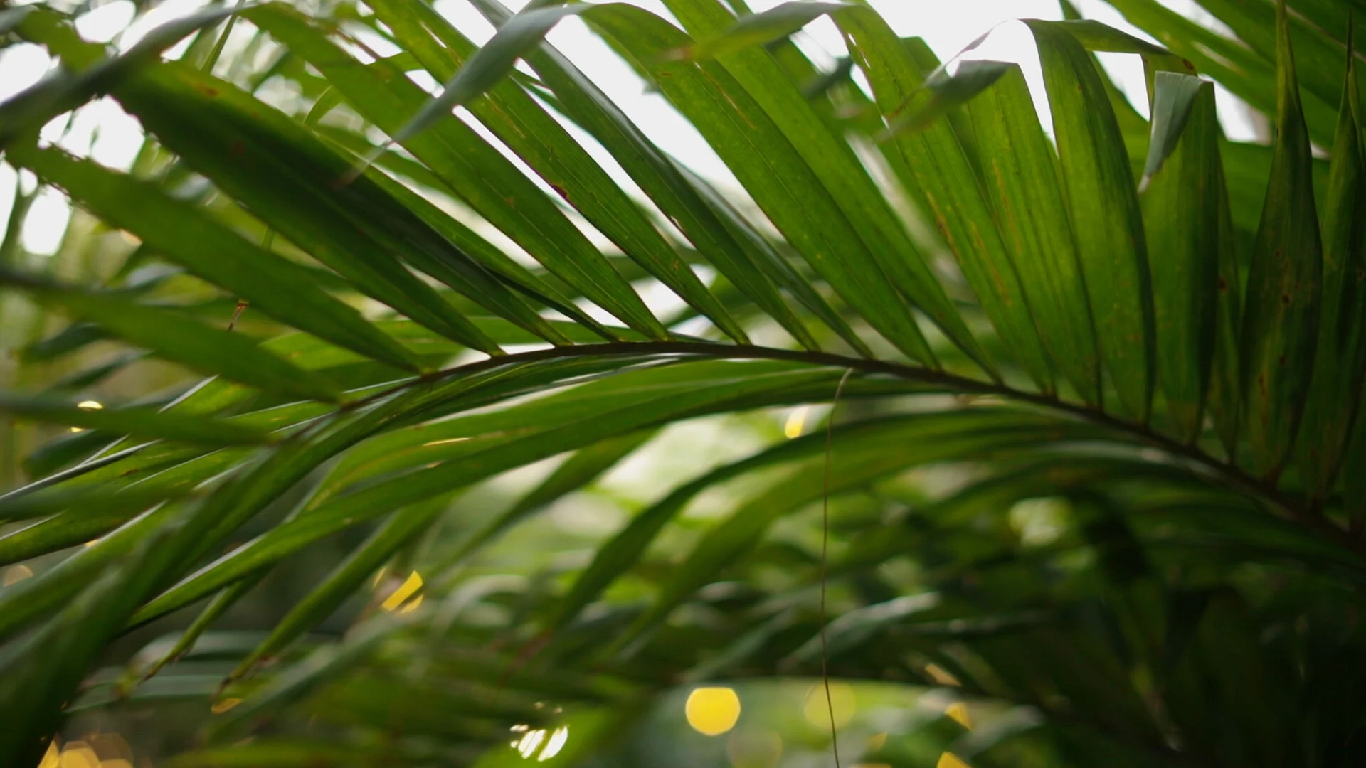 Brennans New Orleans Wedding - Bride Film