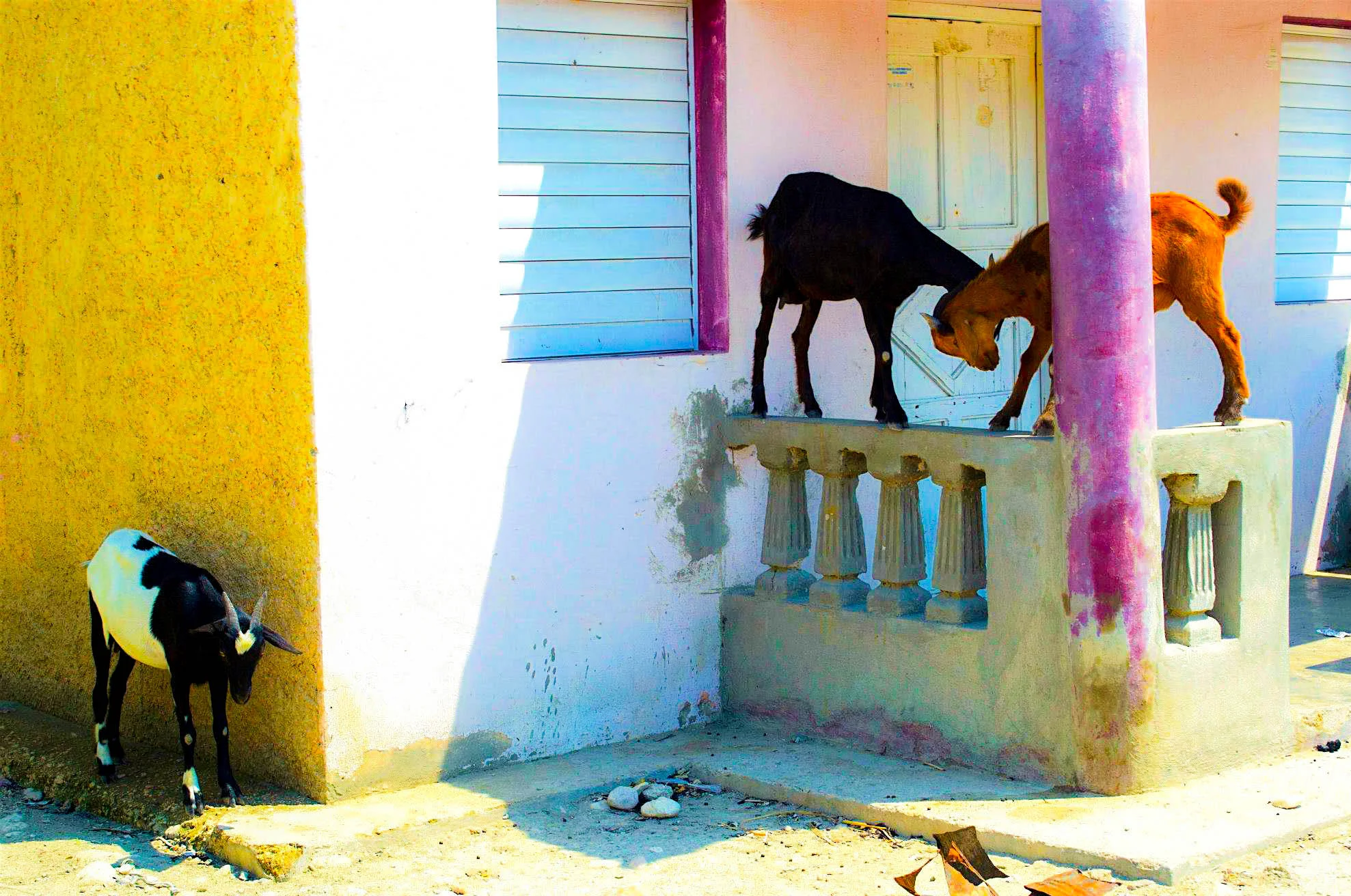 goats.jpg