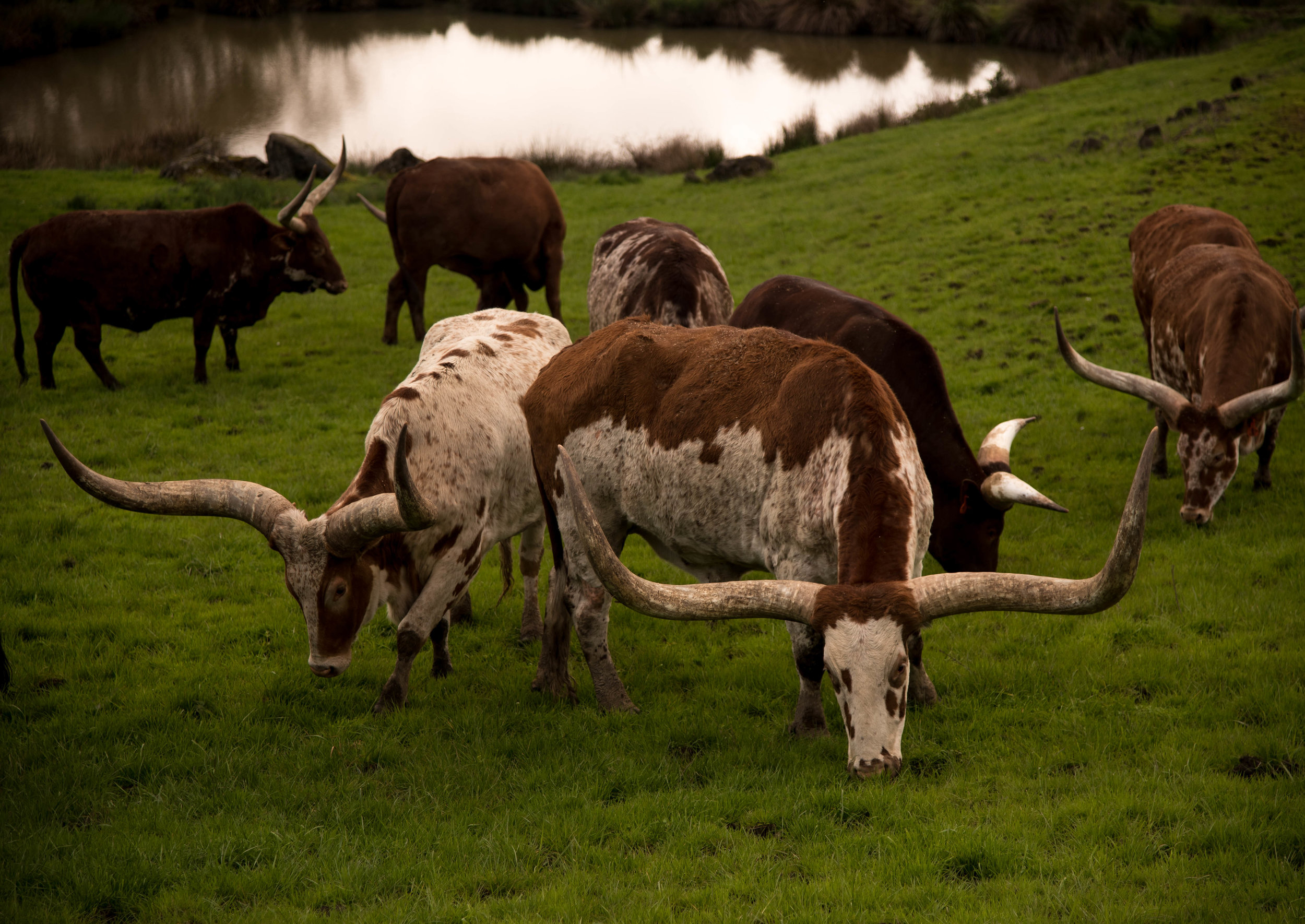 cows.jpg