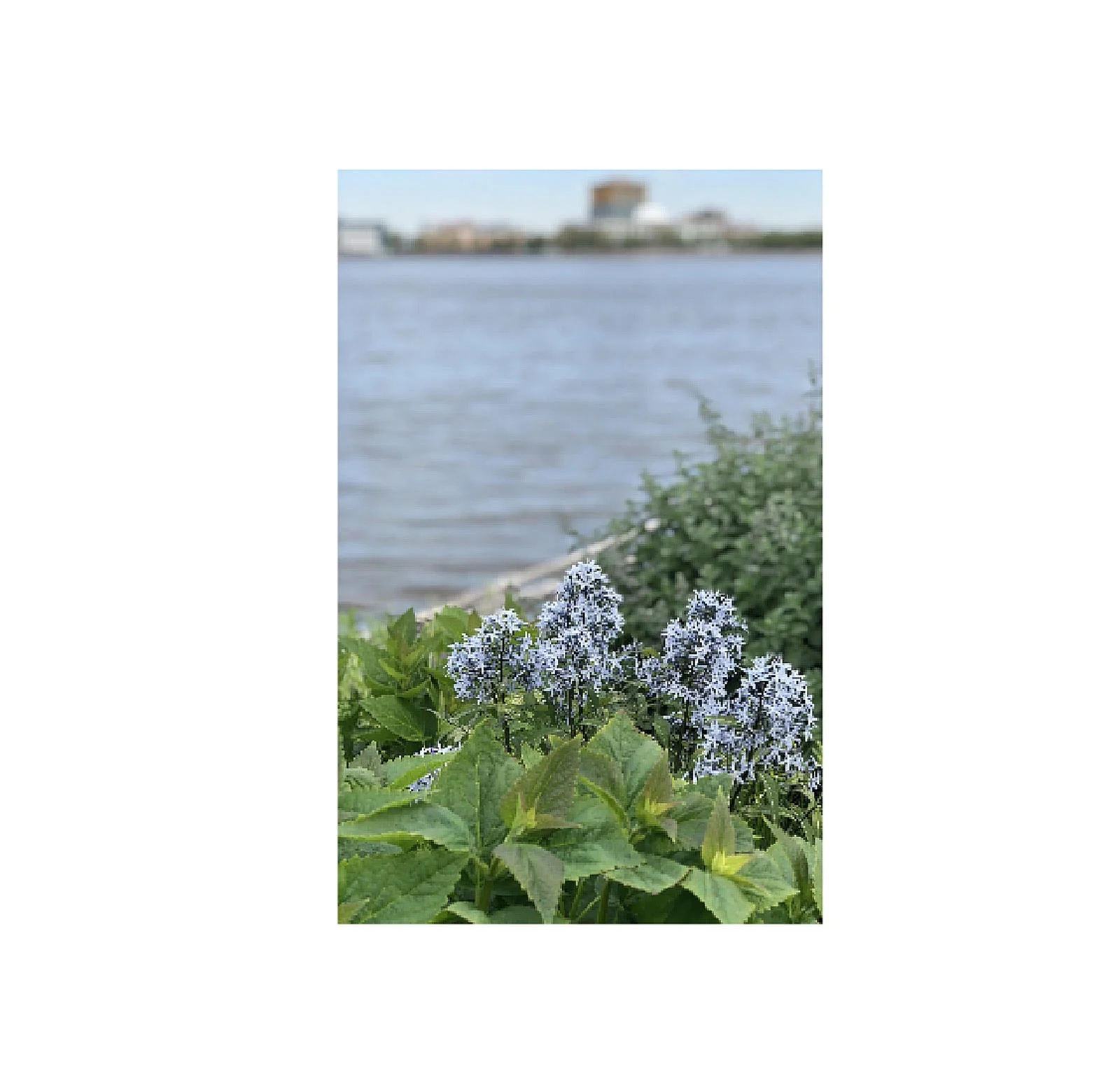 waterfront flowers.jpg