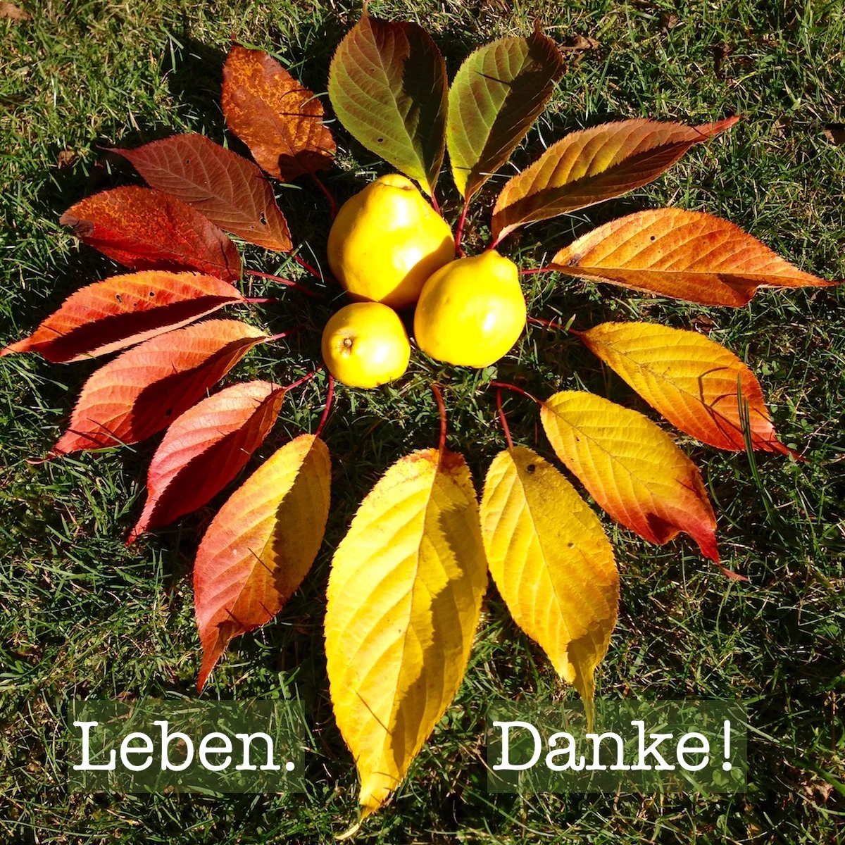 blätter.jpg