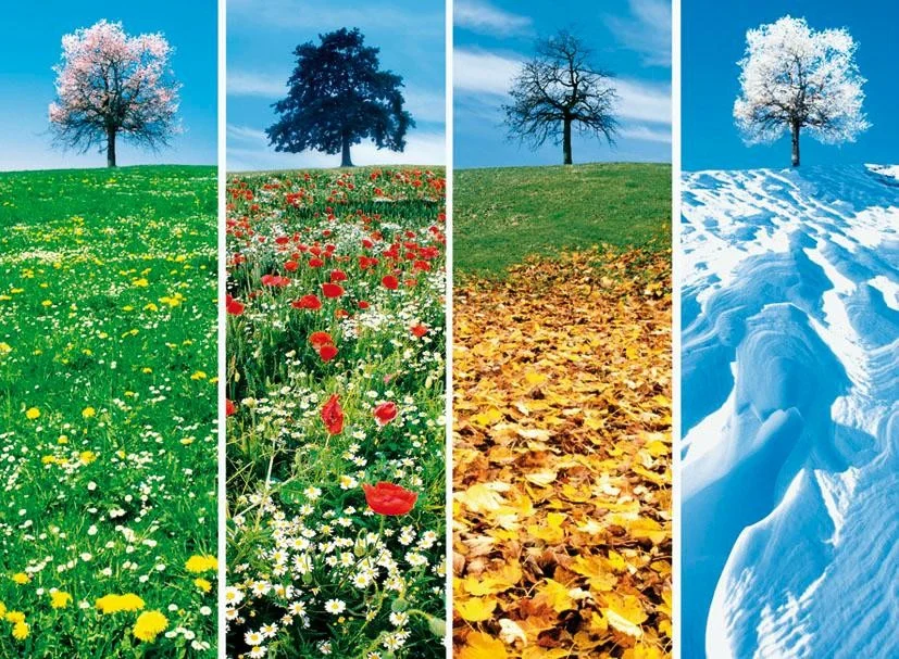 Le phénomène des saisons