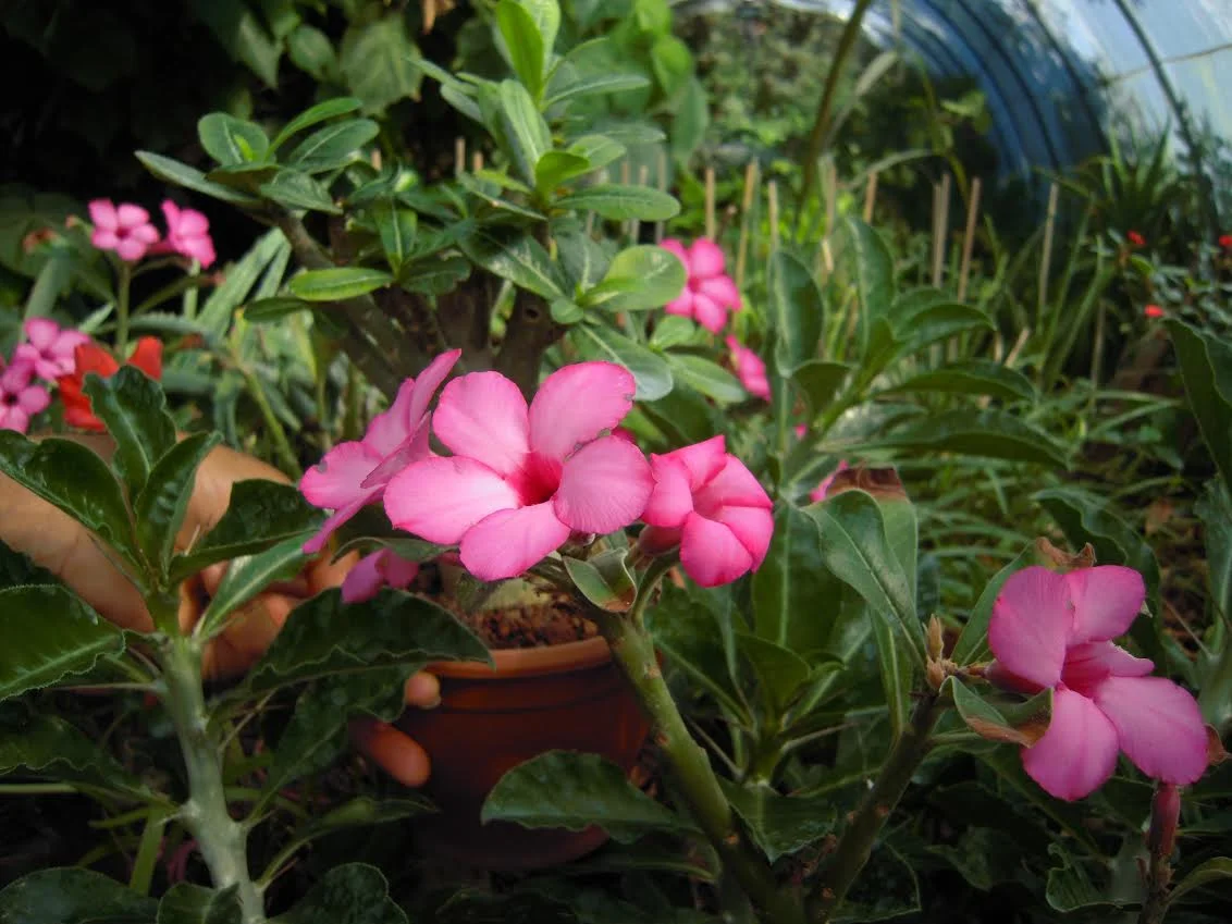 Plantes et toxicité