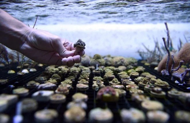 De la bio-économie des ressources marines et la croissance des plantes en milieu hostile. L'ordinateur au secours de la planète !