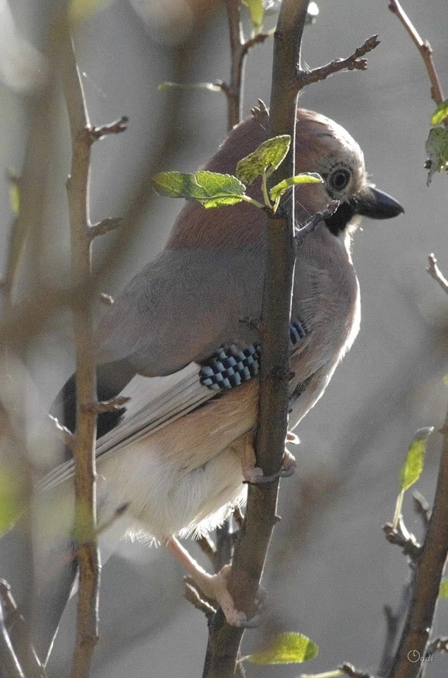 UNE PLUME COMME SIGNATURE