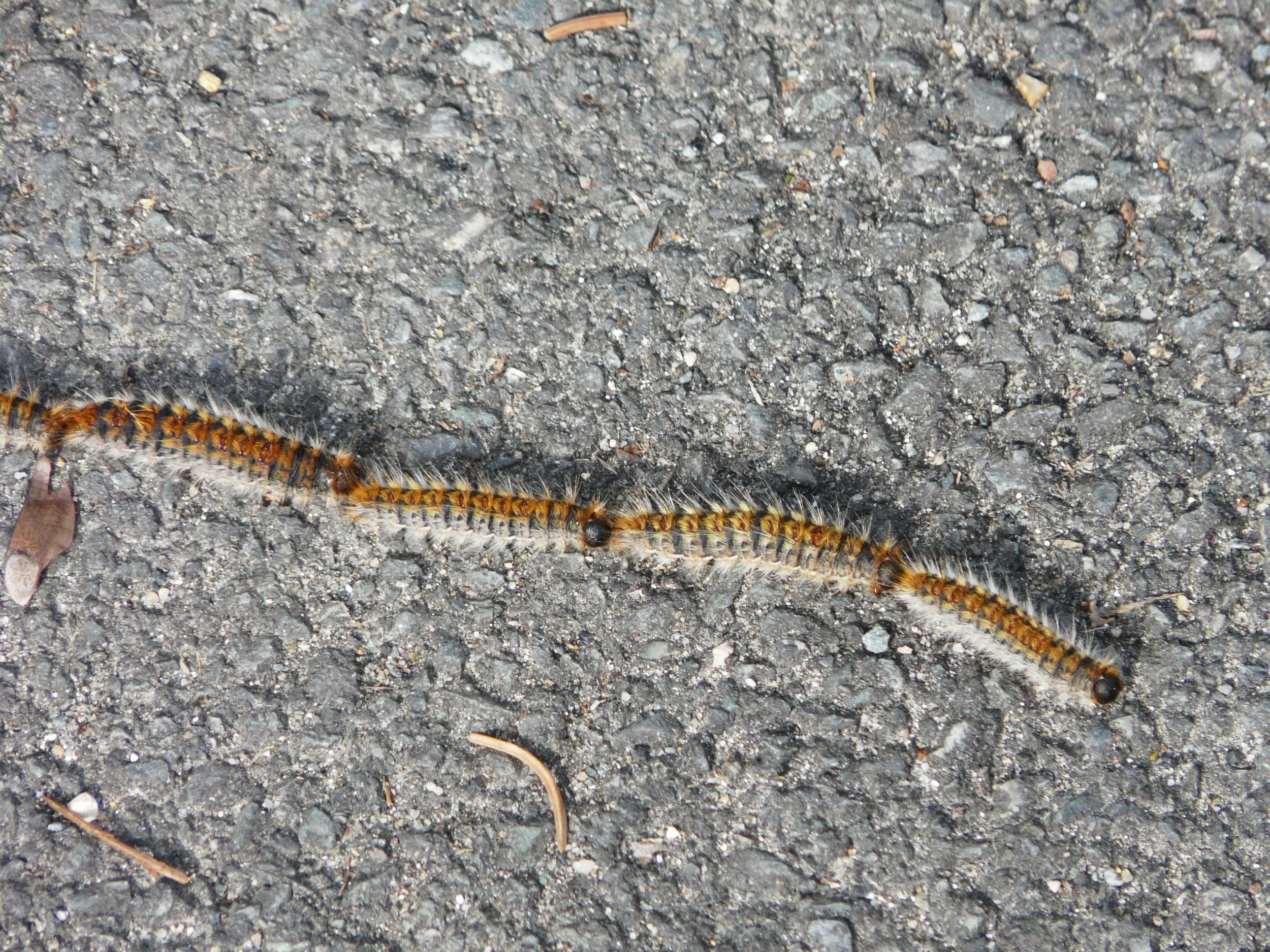 Les Chenilles Processionnaires