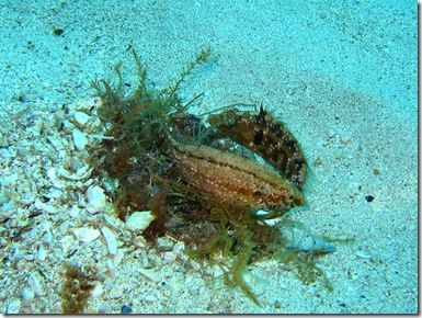 La reproduction chez les poissons