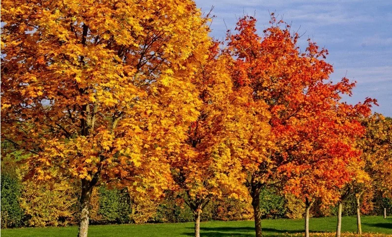 Appel à observations d'anomalies saisonnières