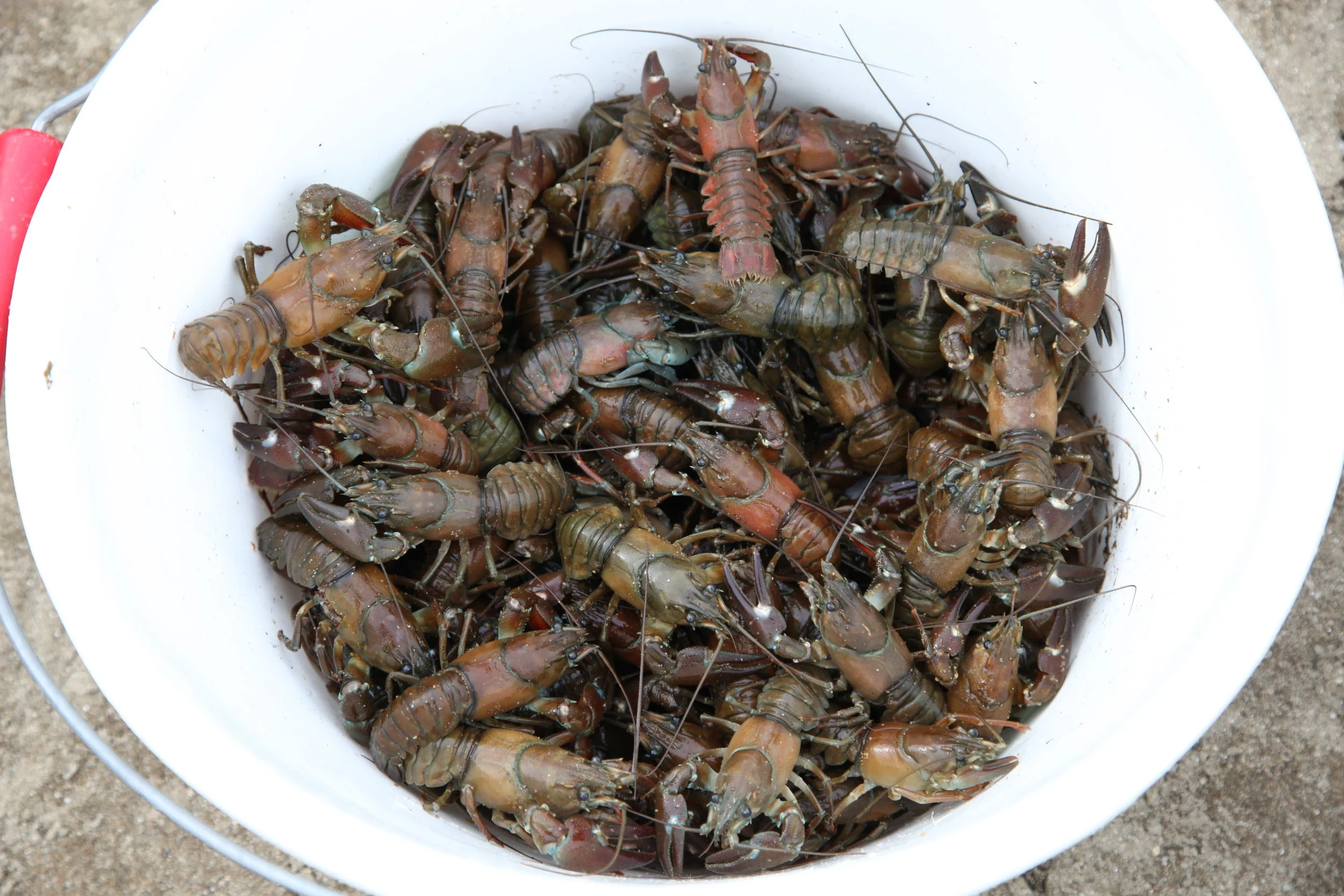 pareloup 040.jpg