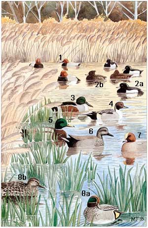 1)Fuligule milouin 2)Fuligule morillon (2a : mâle, 2b : femelle) 3)Canard souchet 4)Canard pilet 5)Canard colvert 6)Canard chipeau 7)Canard siffleur 8)Sarcelle d’hiver (8a : mâle, 8b : femelle). http://www.reserve-camargue.org/Les-canards