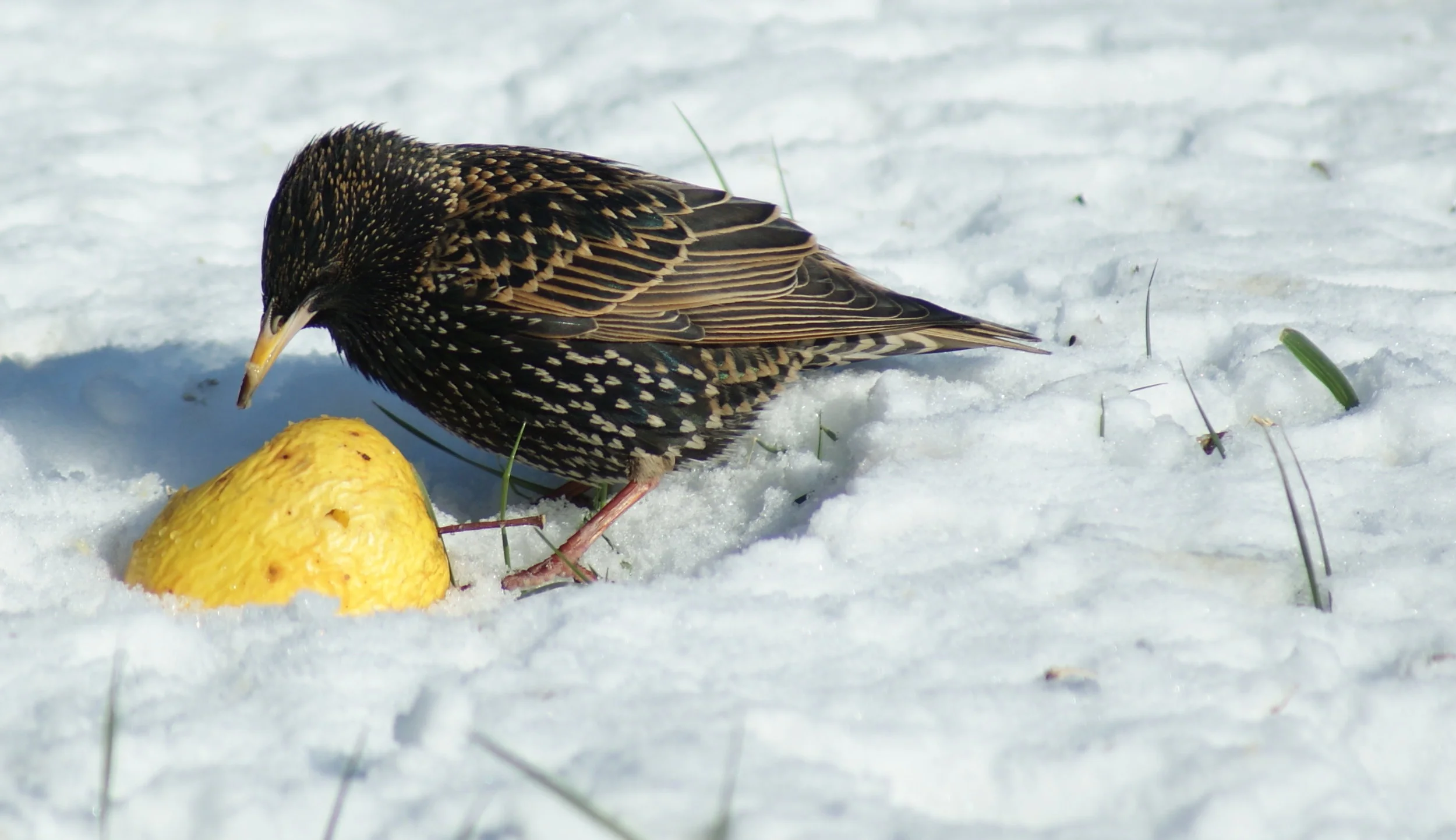 Il est temps de nourrir les oiseaux