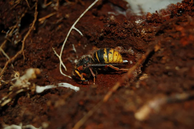 Frelon européen ( Vespa crabro ) en pleine diapause dans une cavité. Photo de Philippe Caillon.