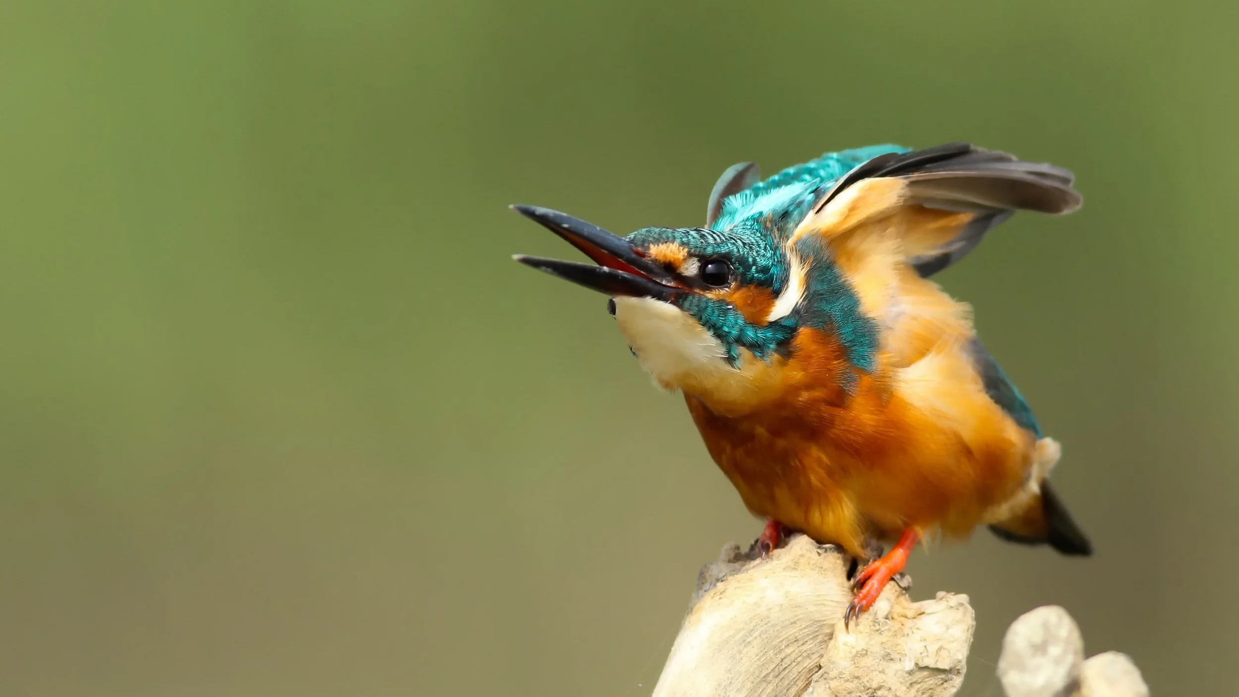 Tout tout tout sur le nourrissage des oiseaux