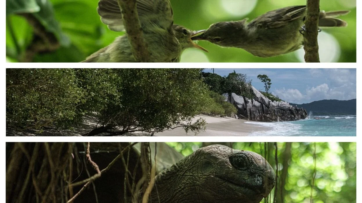 Biodiversité: achetée par une ONG il y a 50 ans pour sauver 26 oiseaux, une île de l'océan indien est devenue un petit paradis