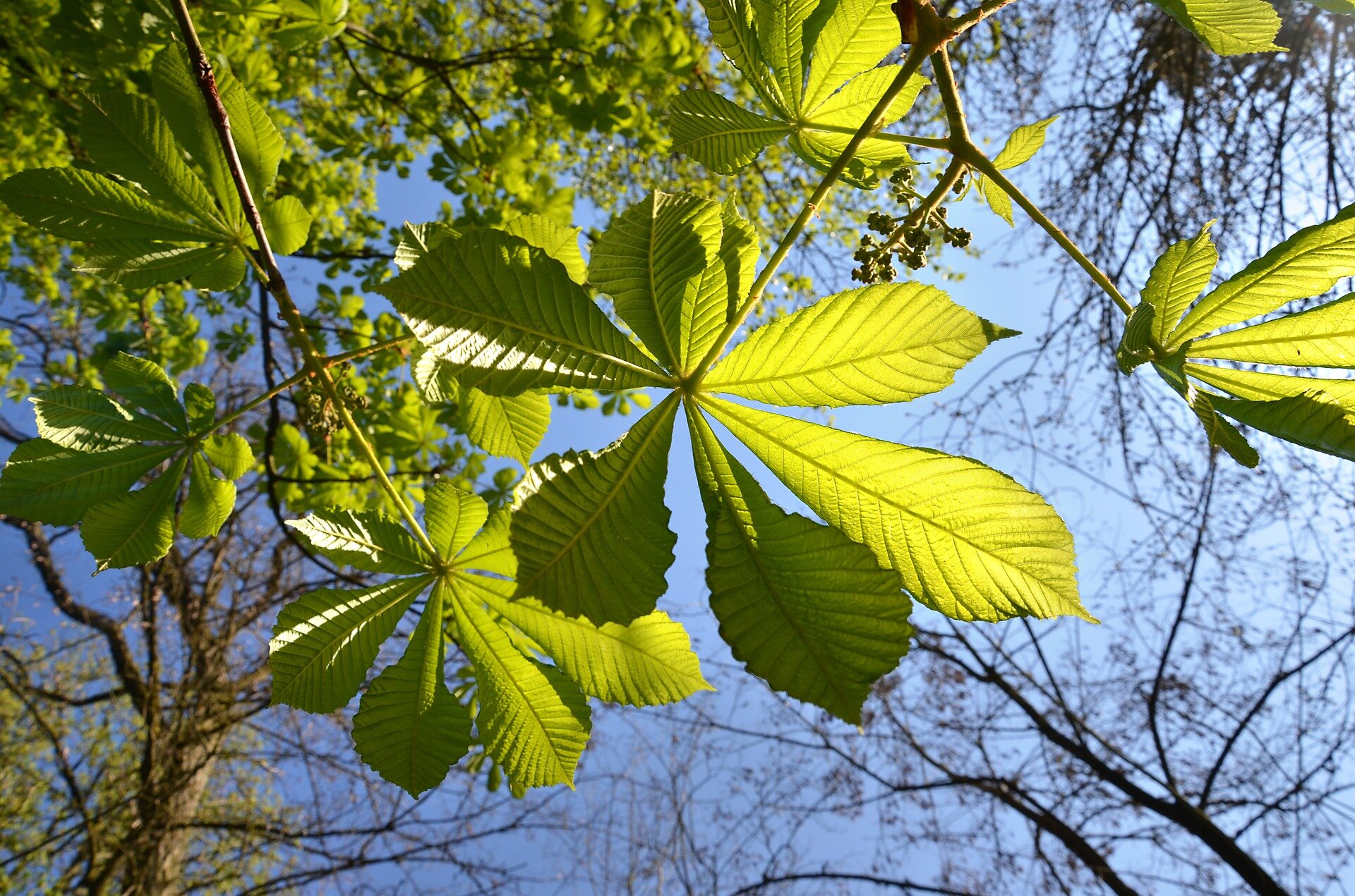 Vivre dans un environnement naturel réduirait la mortalité, toutes causes confondues.