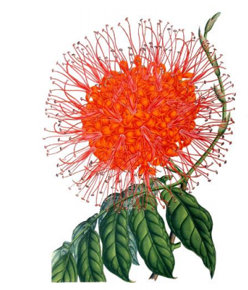   SA NAISSANCE A LIEU DANS UN BOIS D’ASHOKA EN FLEUR.    