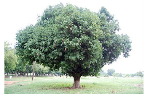  Le manguier, Mangifera indica, est un grand arbre à feuilles persistantes qui peut atteindre 35 à 40 mètres de hauteur, avec un houppier de 10 mètres de diamètre. Son écorce est lisse, brun foncé à noir. C'est, avec le palmier dattier, un des arbres fruitiers les plus anciennement cultivés 