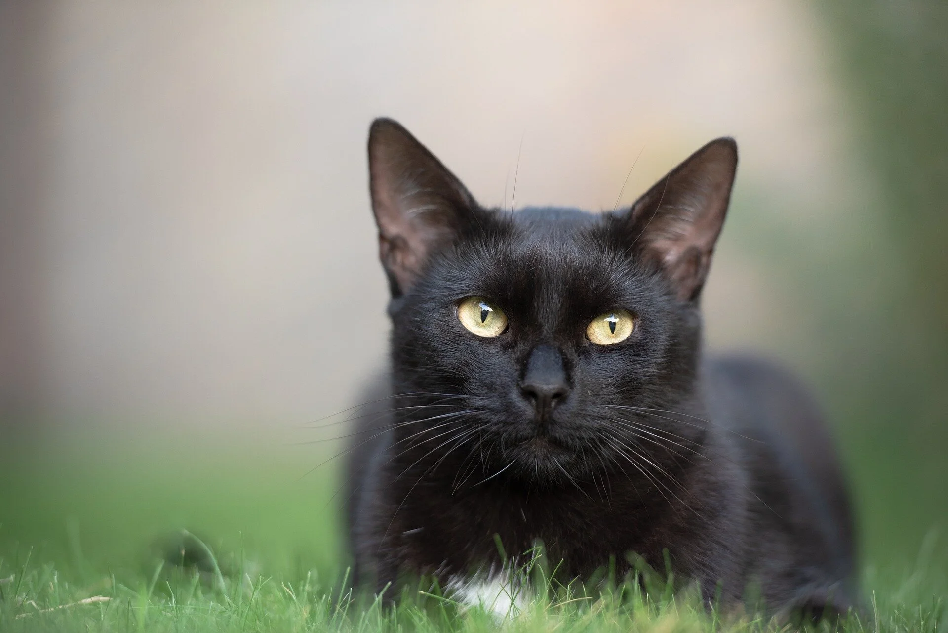 CHAT ET PRÉDATION