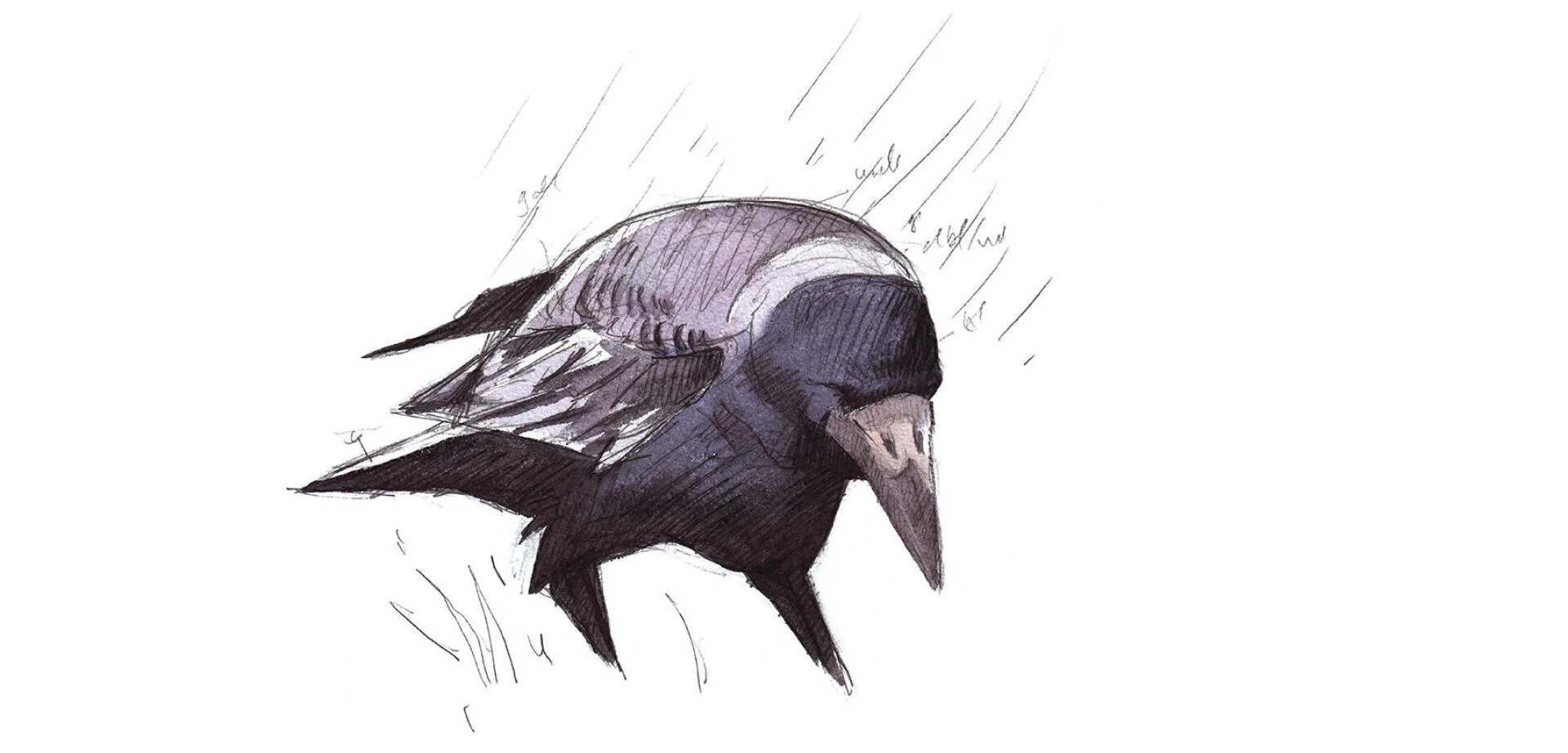   Comme sa cousine la corneille, le corbeau freux appartient à la famille des corvidés qui se démarque par son intelligence et son sens du jeu. Et tant pis si son cri enroué effraie un peu... — © Laurent Willenegger  