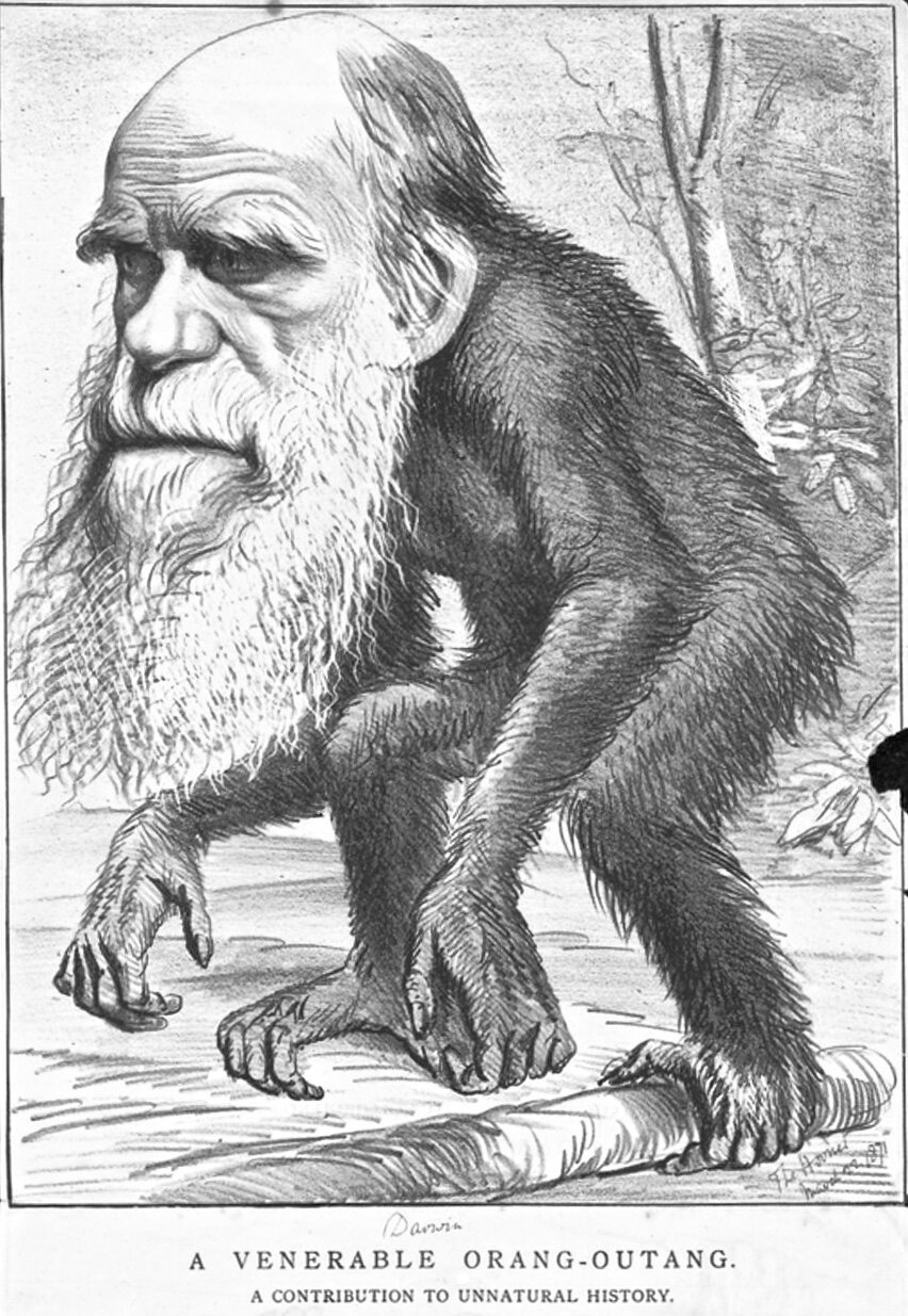 « Un vénérable orang-outang » (The Hornet - 22 mars 1871). En leur temps Galilée et Copernic avaient montré que l'homme n'était pas au centre du cosmos. Avec Darwin, qui publie fin 1859 L’Origine des espèces il ne fait plus l'objet d'une création divine particulière. L’homme est considéré comme un être naturel qu’il est possible de connaître et d’étudier. L’Eglise anglicane se déchaine et l’évêque Samuel Wilberforce monte au créneau. S’adressant au scientifique Thomas Huxley, défenseur de Darwin il l’apostrophe : « Est-ce par votre grand-père ou par votre grand-mère que vous descendez d'un singe, monsieur Huxley? ». On prête à la femme de l’évêque une réplique et un aparté « Vous descendez peut-être du singe mais nous nous descendons de familles honorables » « Descendre du singe ! Espérons que ce n’est pas vrai. Mais si ça l’est, prions pour que la chose ne s’ébruite pas ! »