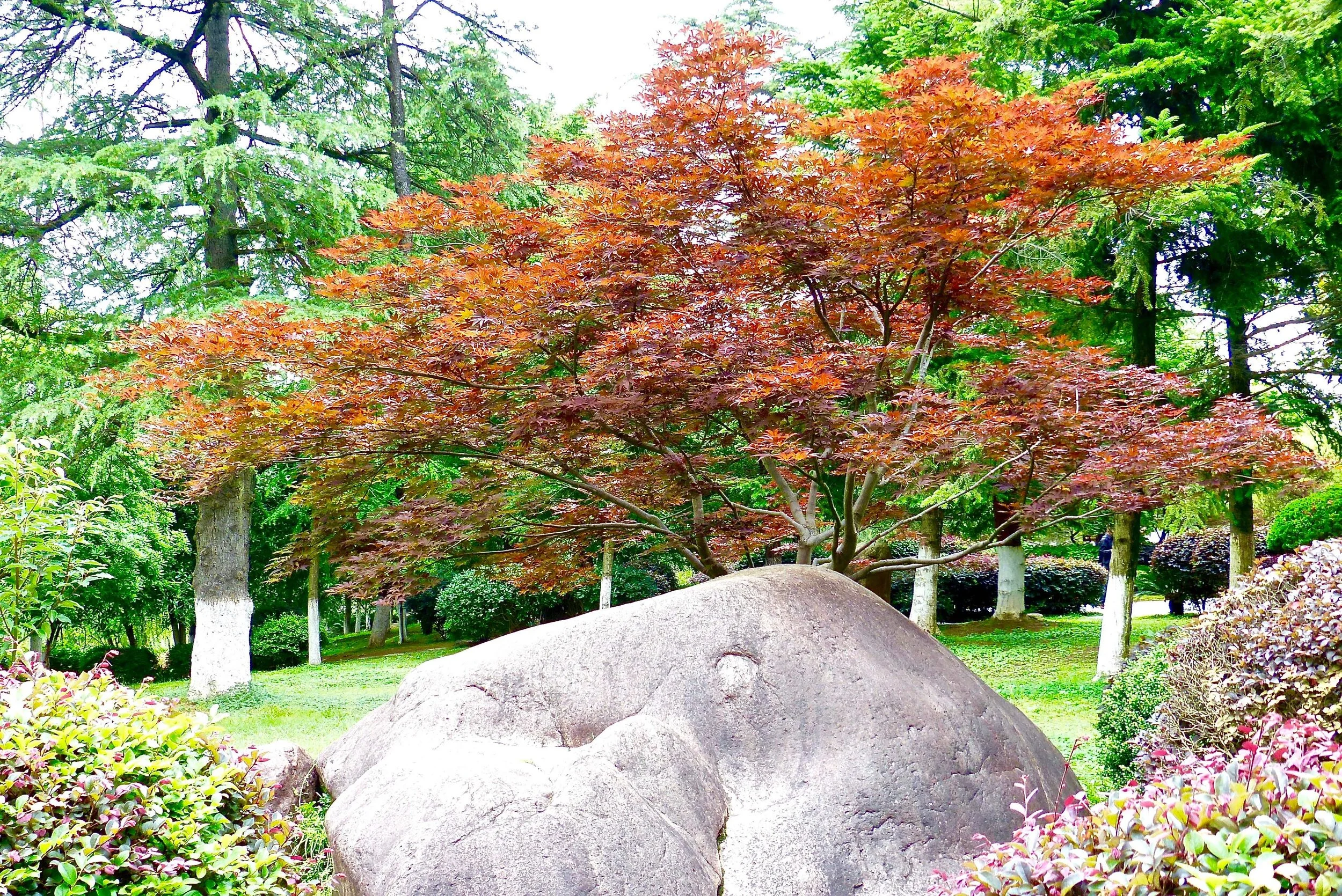 jardin de Tangyue (Chine)