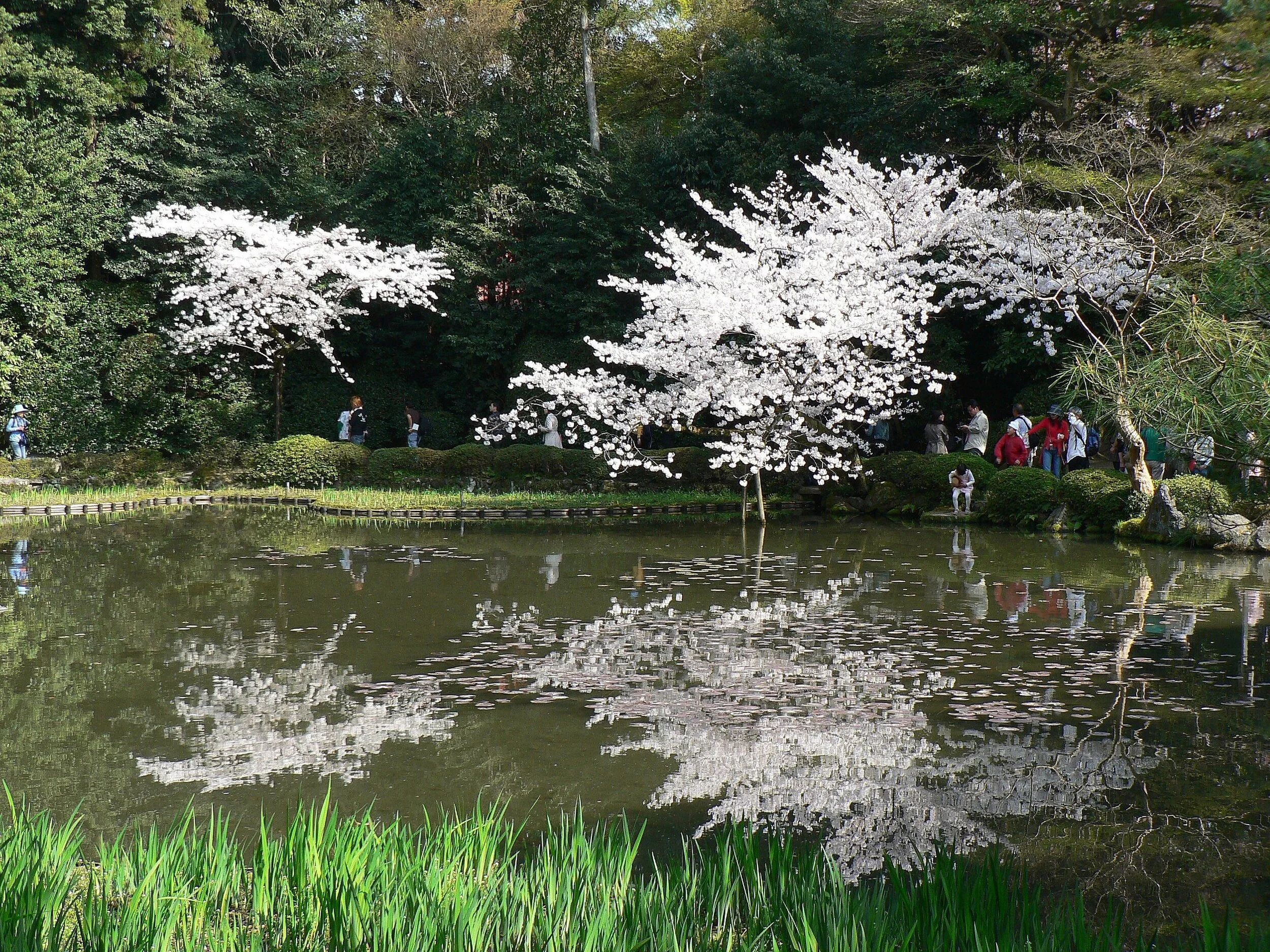 jardin du sanctuaire Heian à Kyoto (Japon)