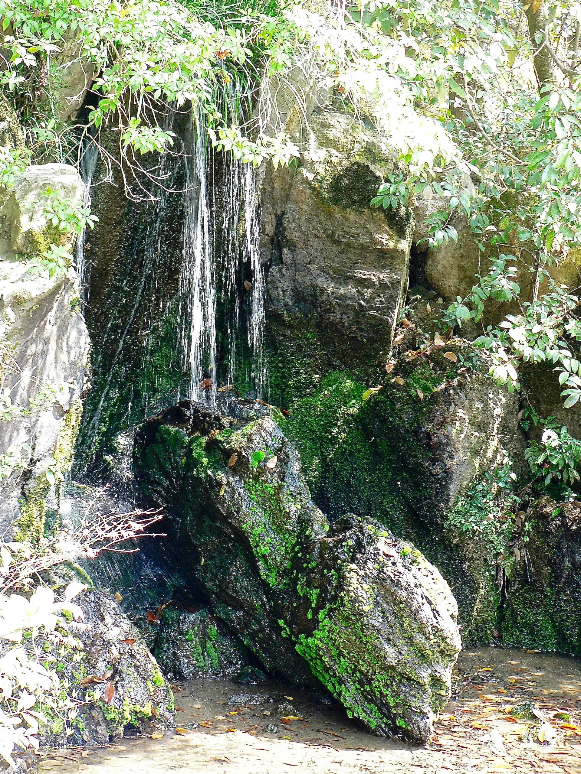 carpe au pied de la cascade du jardin du Kinkaju Ji à Kyoto