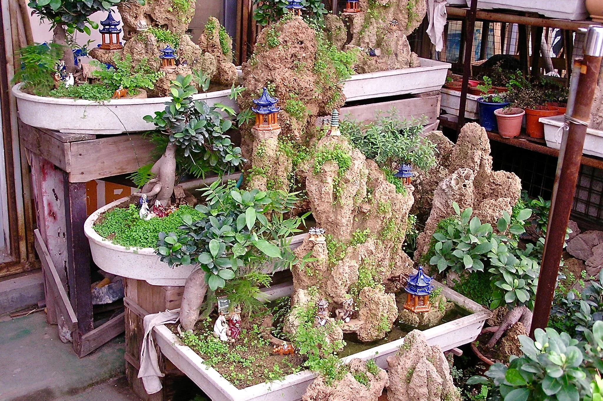 au marché des bonzaï de Pékin (Chine)