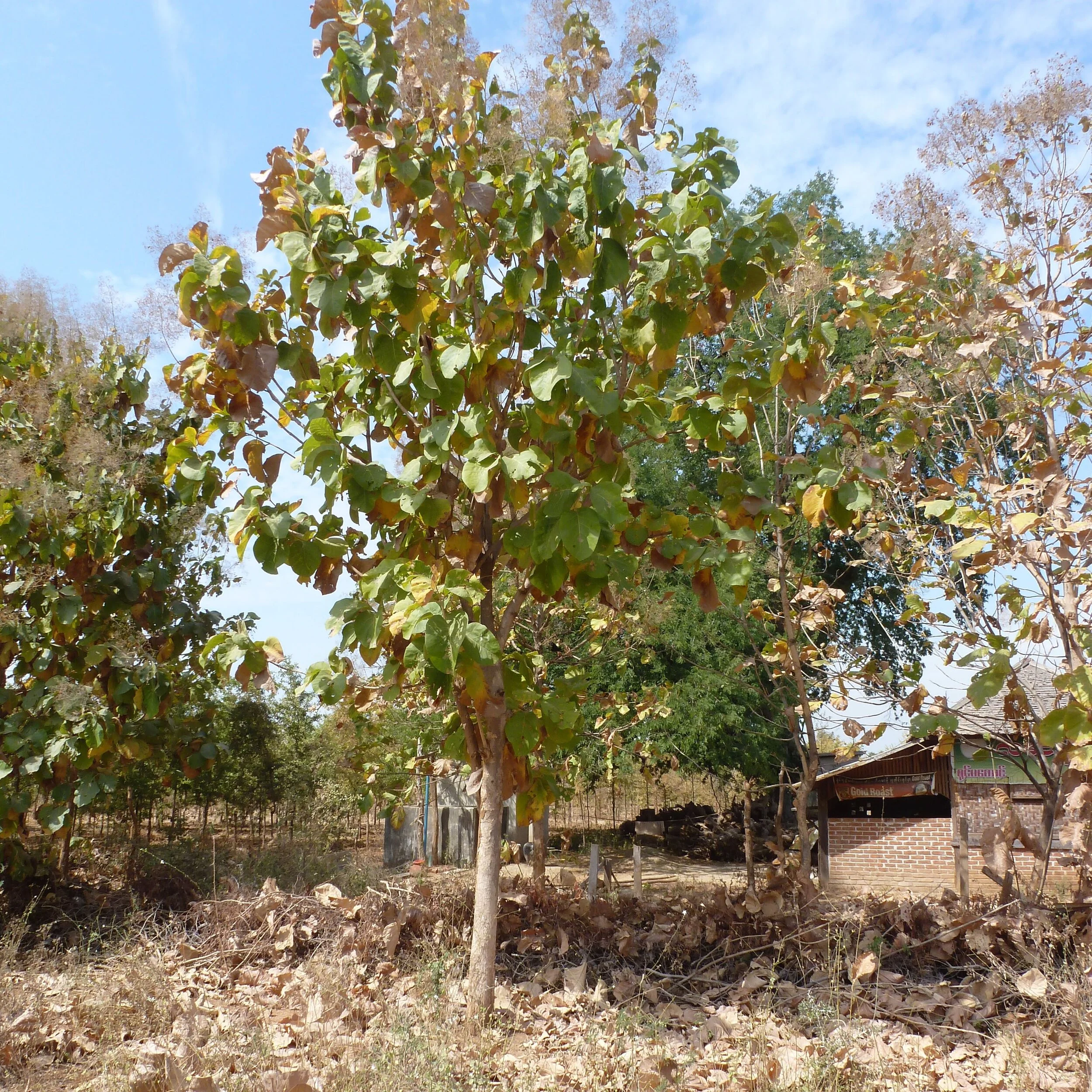  Une jeune plantation de teck dans la plaine centrale près de Meiktila 
