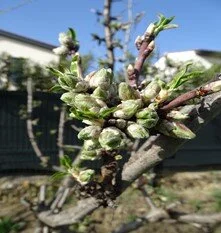   Jeune amandier déjà pollinisé (l’ovaire de la fleur fécondée forme les drupes) Photo de Robert Carde 