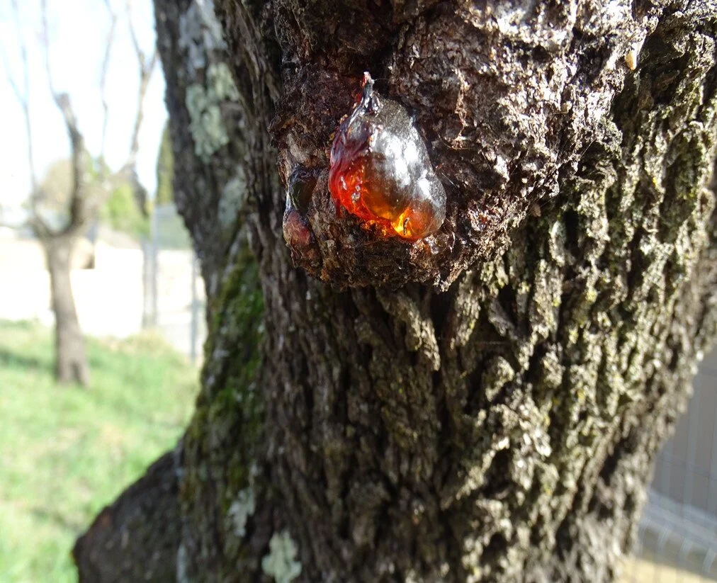 Gomme sur un vieil amandier du Caylus - Photo de Robert Carde