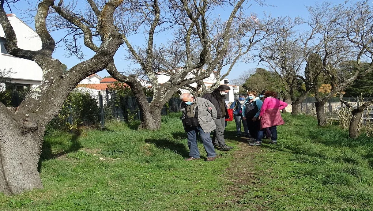  Les membres de C&P herborisent sous les amandiers en fleurs 