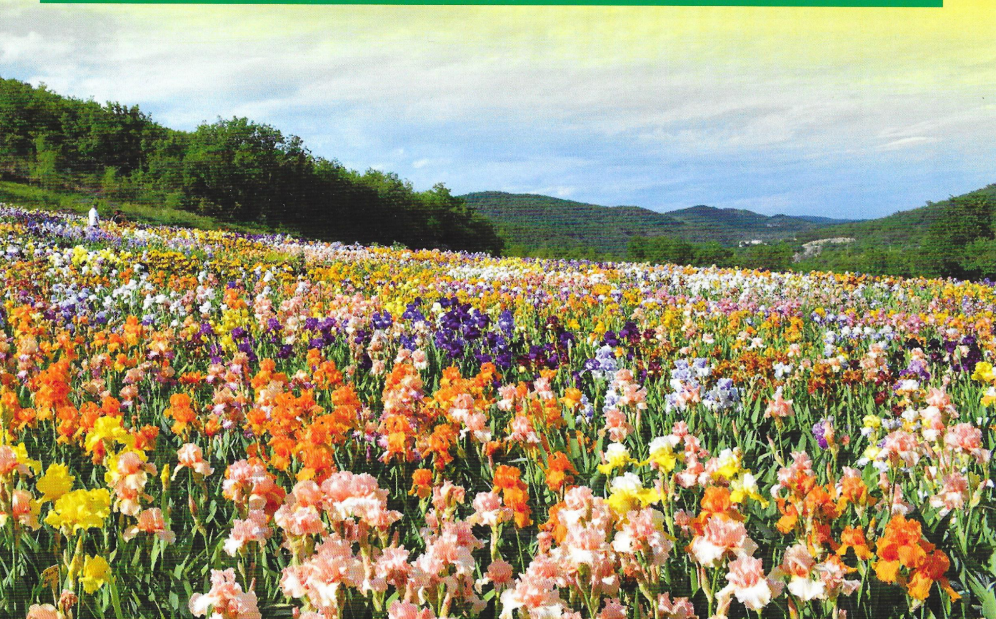 INVITATION PORTAIL IRISERAIE