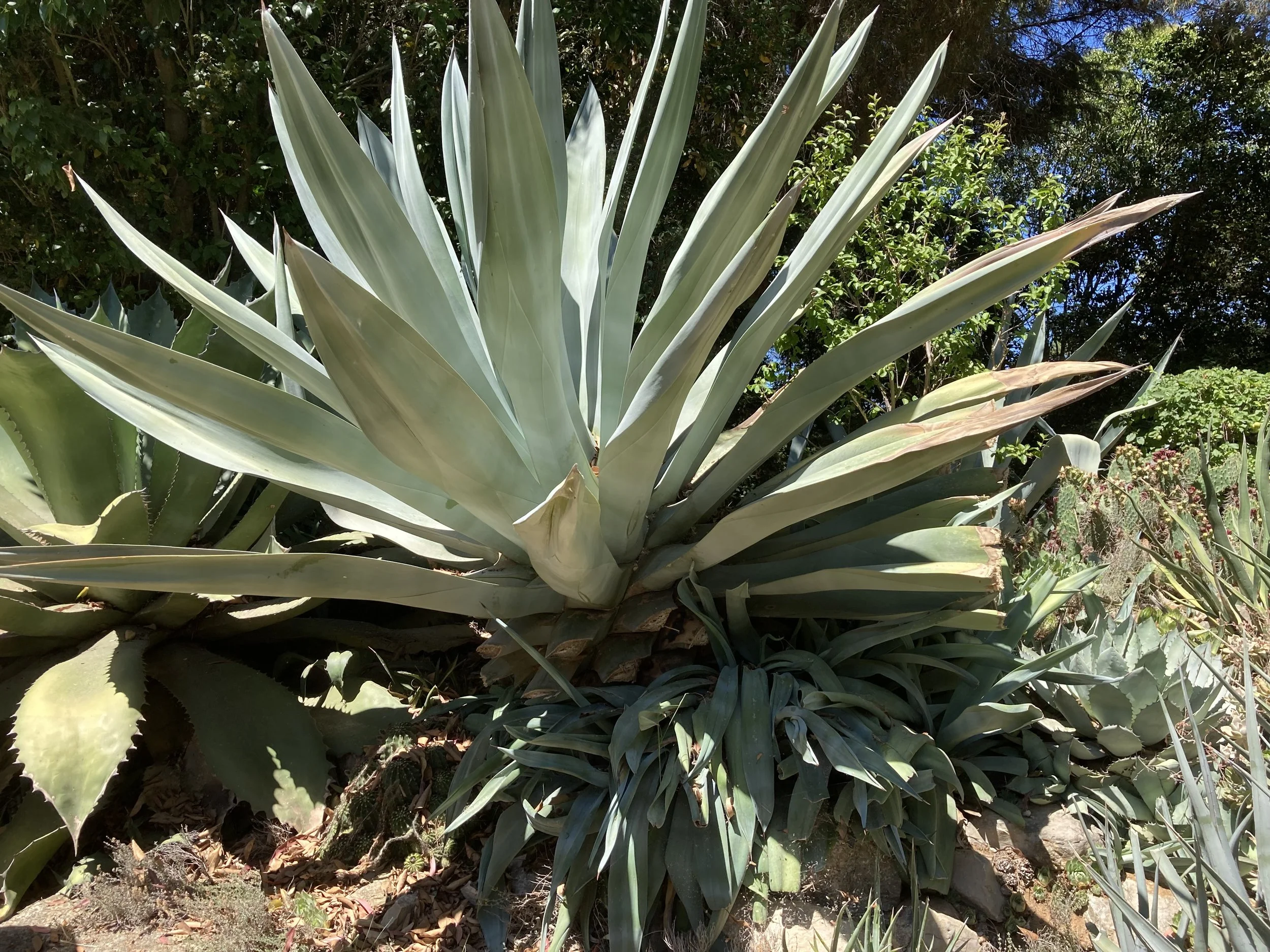 COMPTE-RENDU VENDREDI 10 JUIN - LE JARDIN EXTRAORDINAIRE